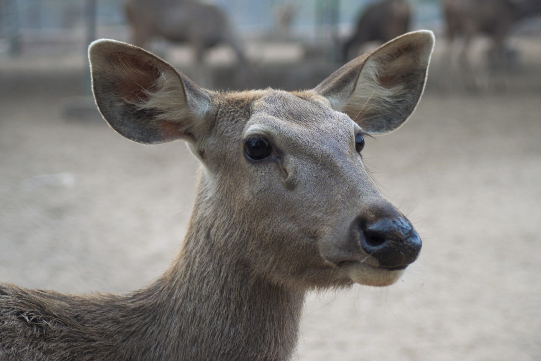 Nikon AF Nikkor 70-300mm F4-5.6G sample photo. Deer photography