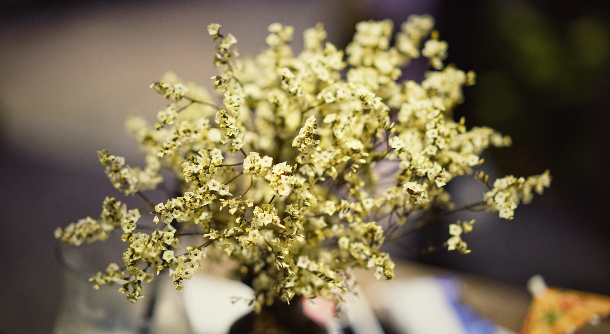 Sony a7R II + Sony Sonnar T* FE 55mm F1.8 ZA sample photo. Babe flowers photography