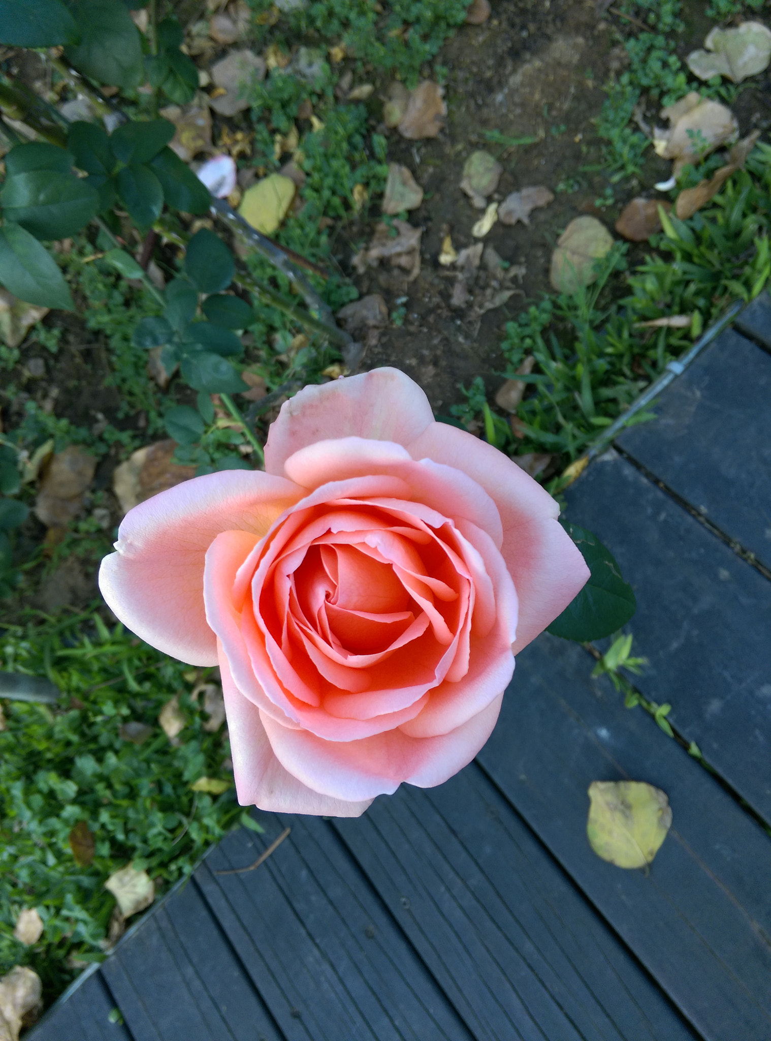 HTC DESIRE EYE sample photo. Pink roses photography
