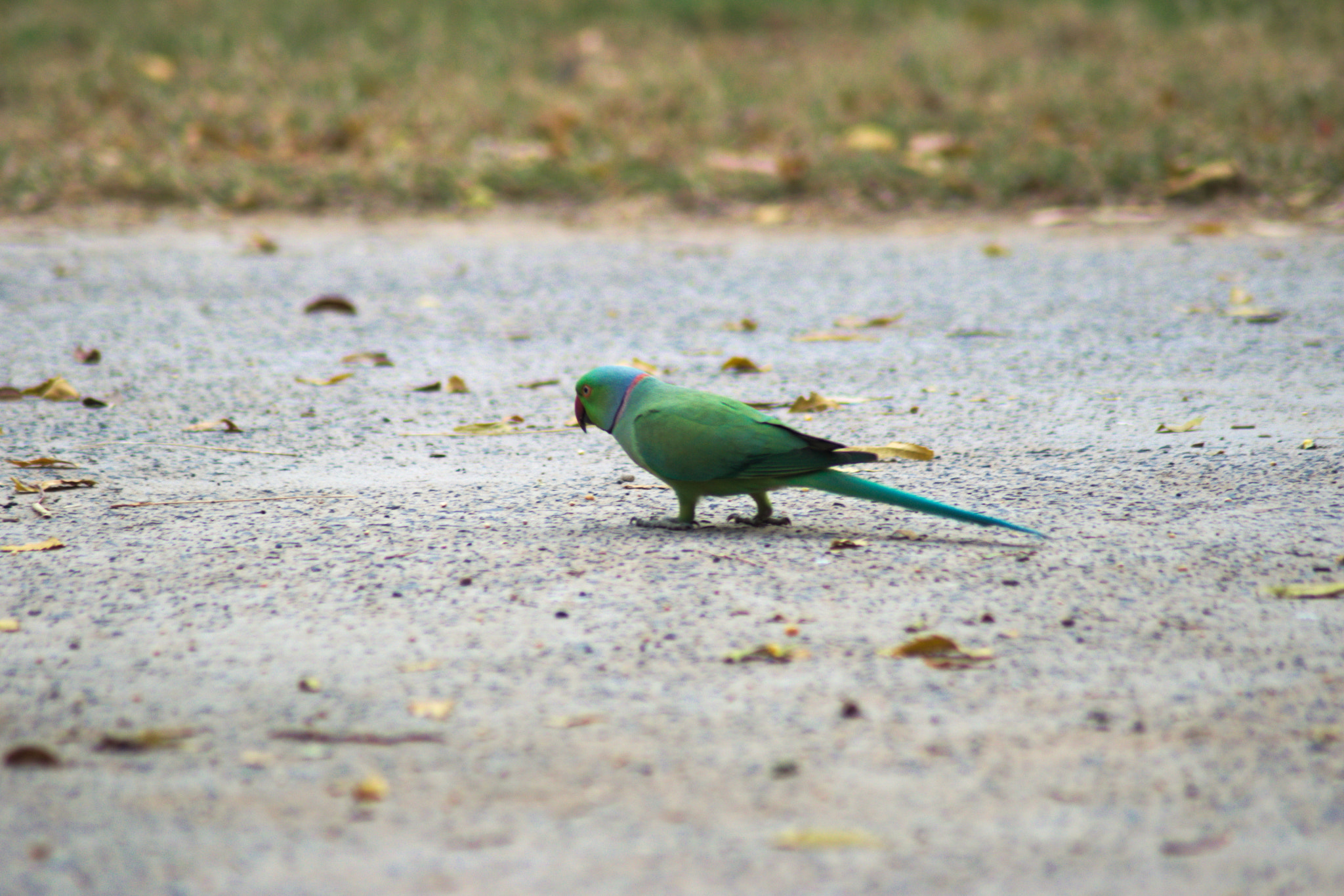 Nikon AF Nikkor 70-300mm F4-5.6G sample photo. Parrot photography
