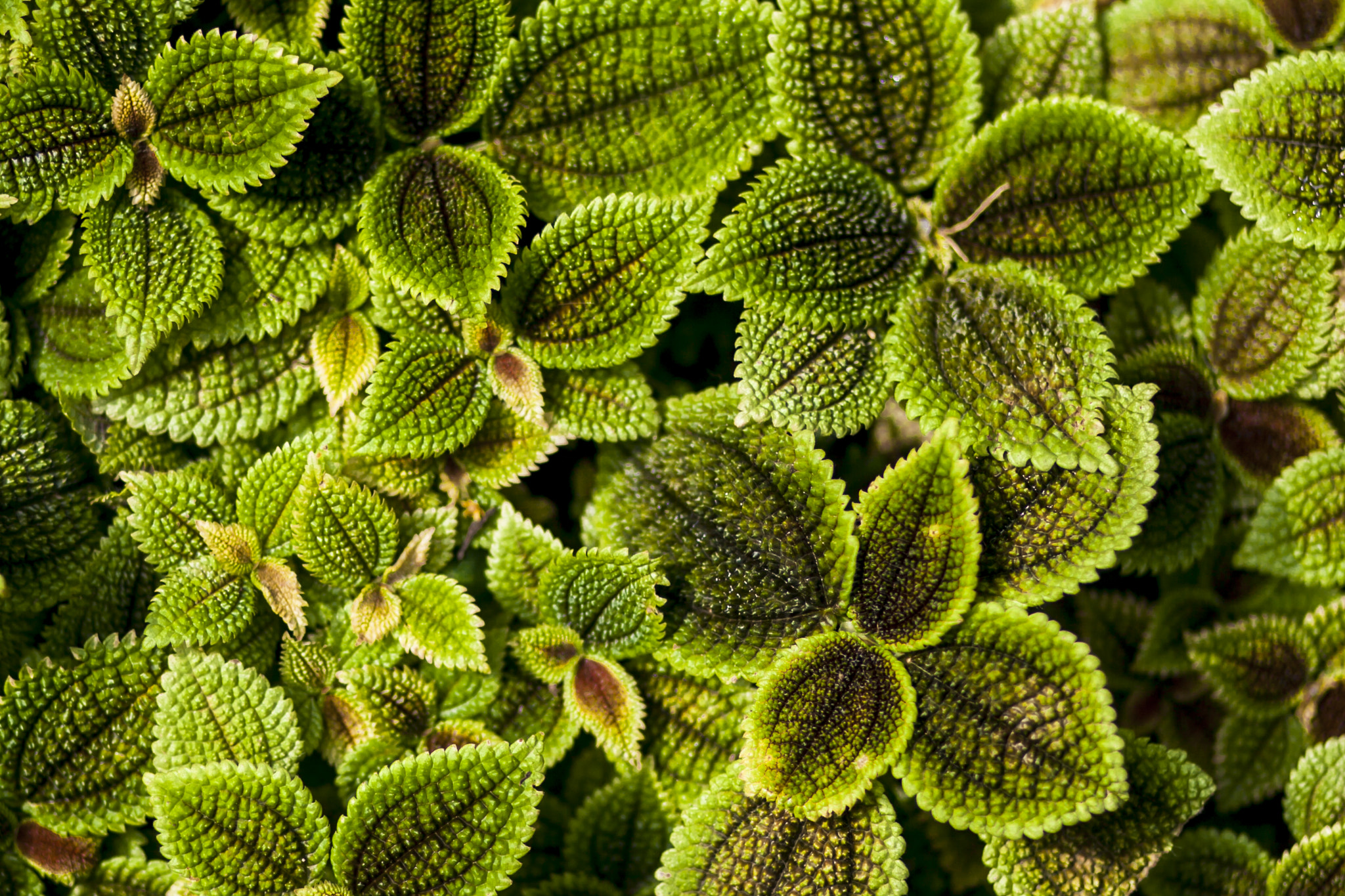 Canon EOS 50D + Canon EF 85mm F1.8 USM sample photo. Pilea involucrata photography