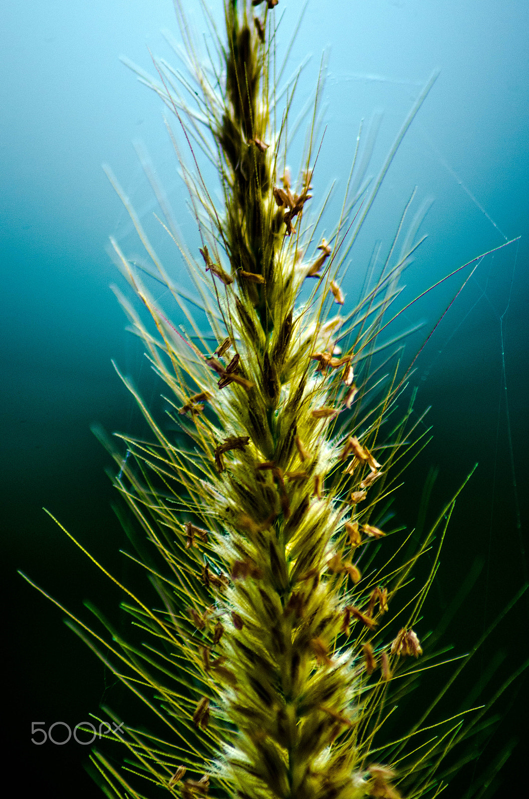 Sigma 70-300mm F4-5.6 APO DG Macro sample photo. The peak of a weeds photography