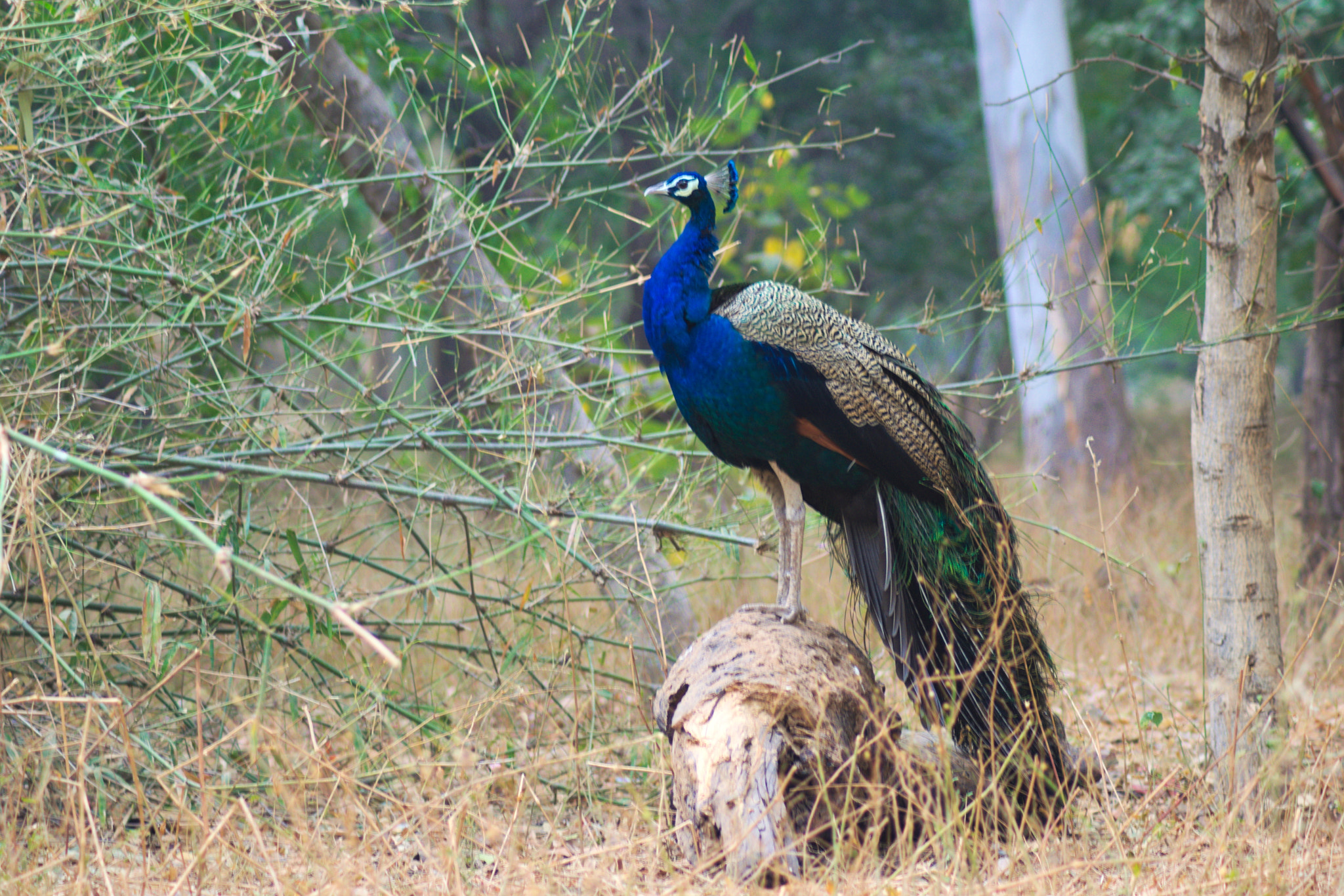 Nikon AF Nikkor 70-300mm F4-5.6G sample photo. Peacock photography