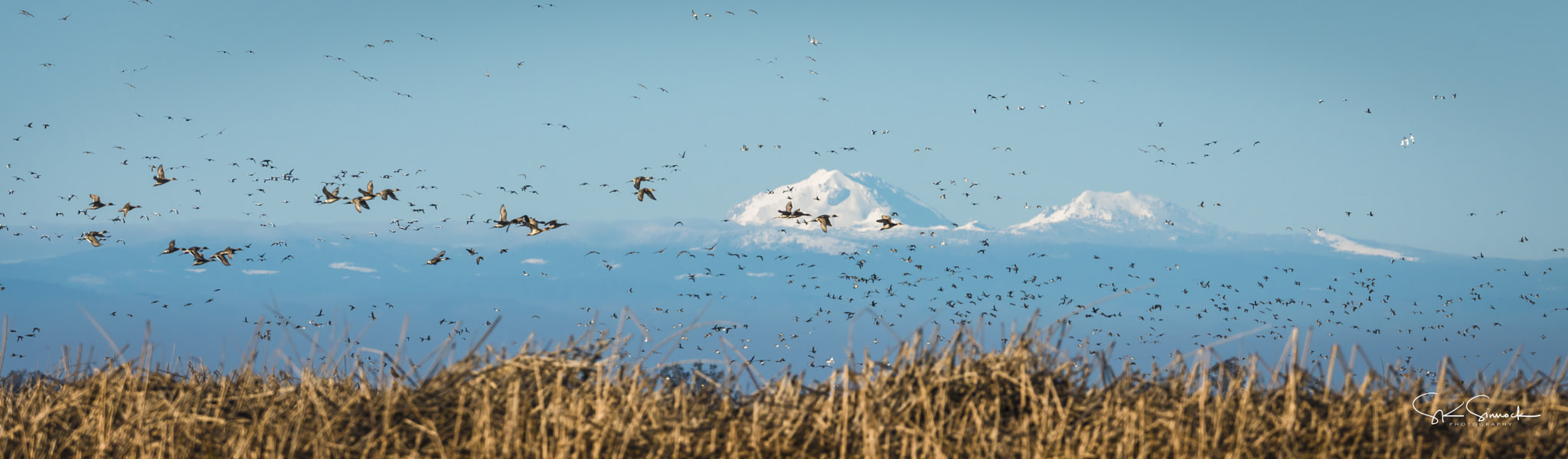 Nikon D800 sample photo. Ducks and geese photography