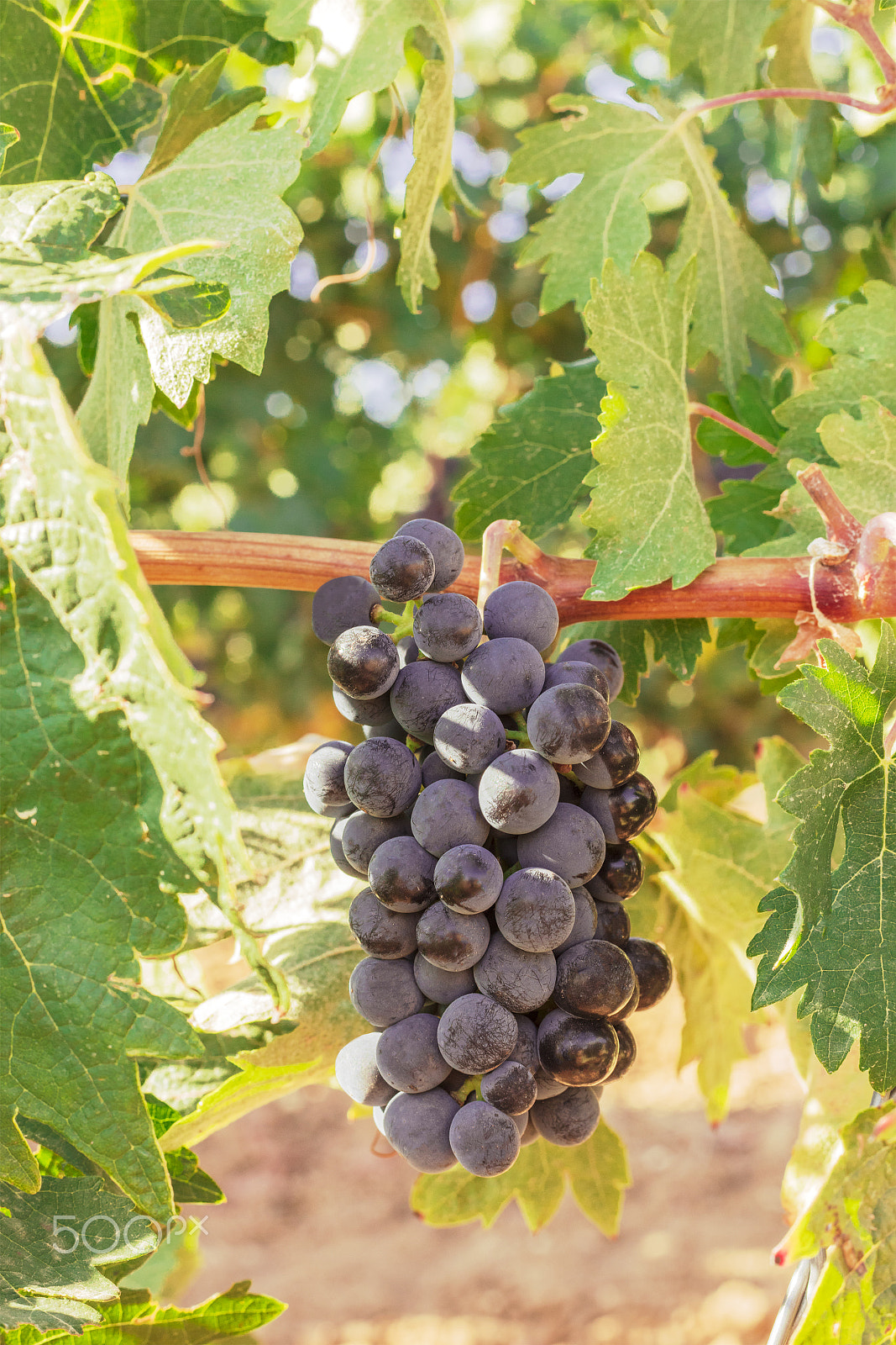 Canon EOS 5DS R sample photo. Wine grapes in vineyard before autumn harvest photography