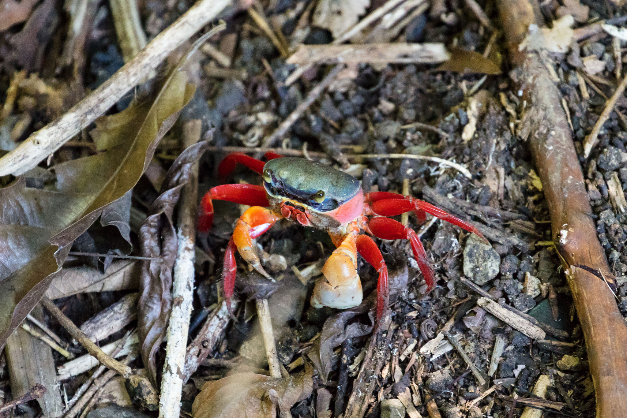 Canon EOS 5DS R + Canon EF 70-300mm F4-5.6L IS USM sample photo. Crab in the rain forest photography