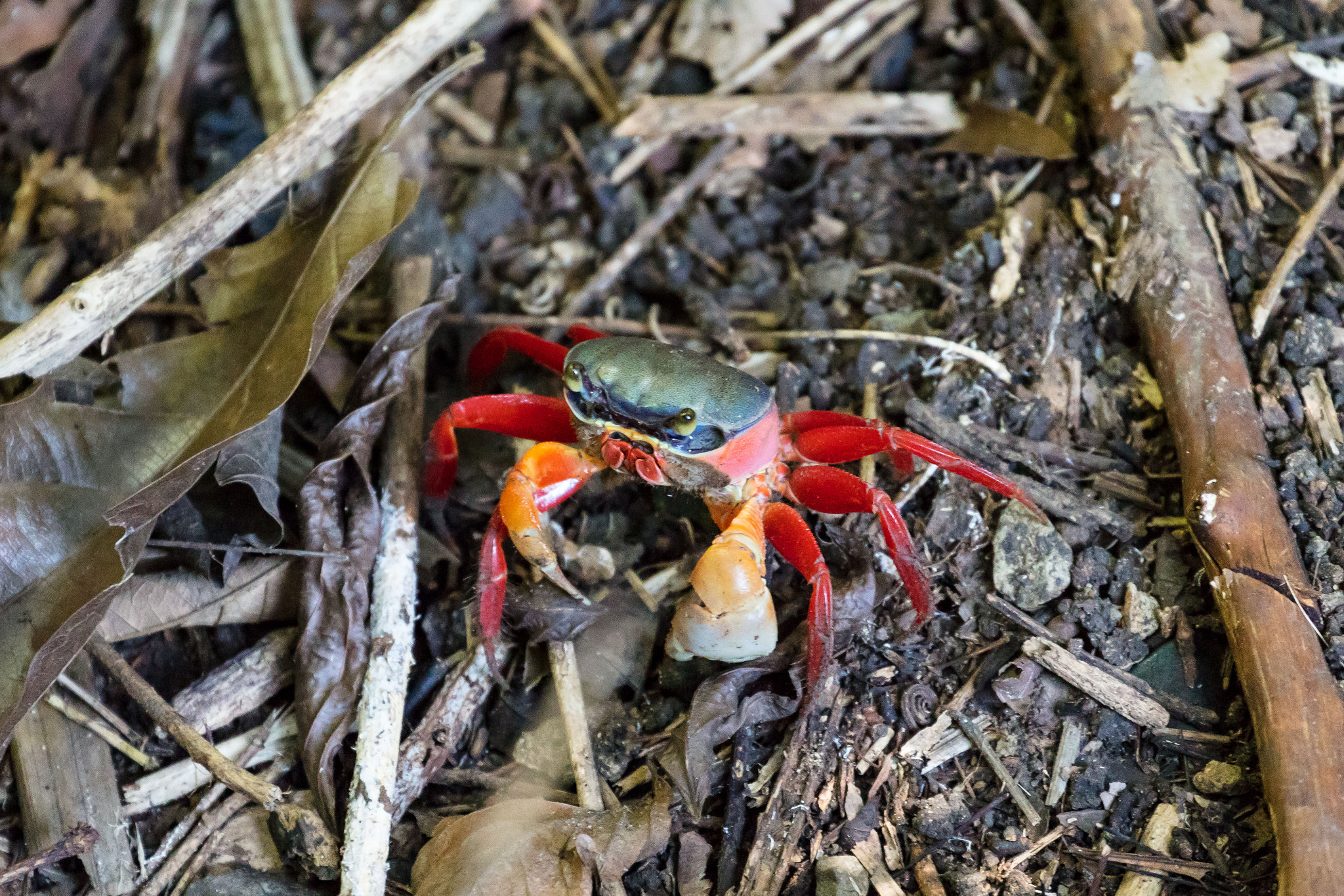 Canon EF 70-300mm F4-5.6L IS USM sample photo. Crab in the rain forest photography
