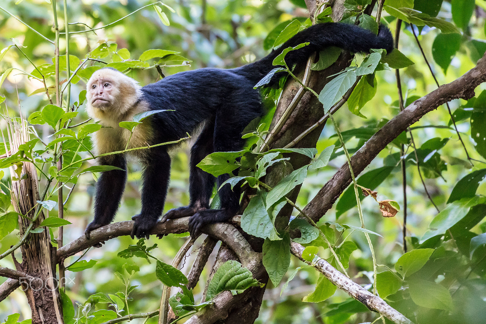Canon EF 70-300mm F4-5.6L IS USM sample photo. White-headed capuchin monkey, costa rica photography