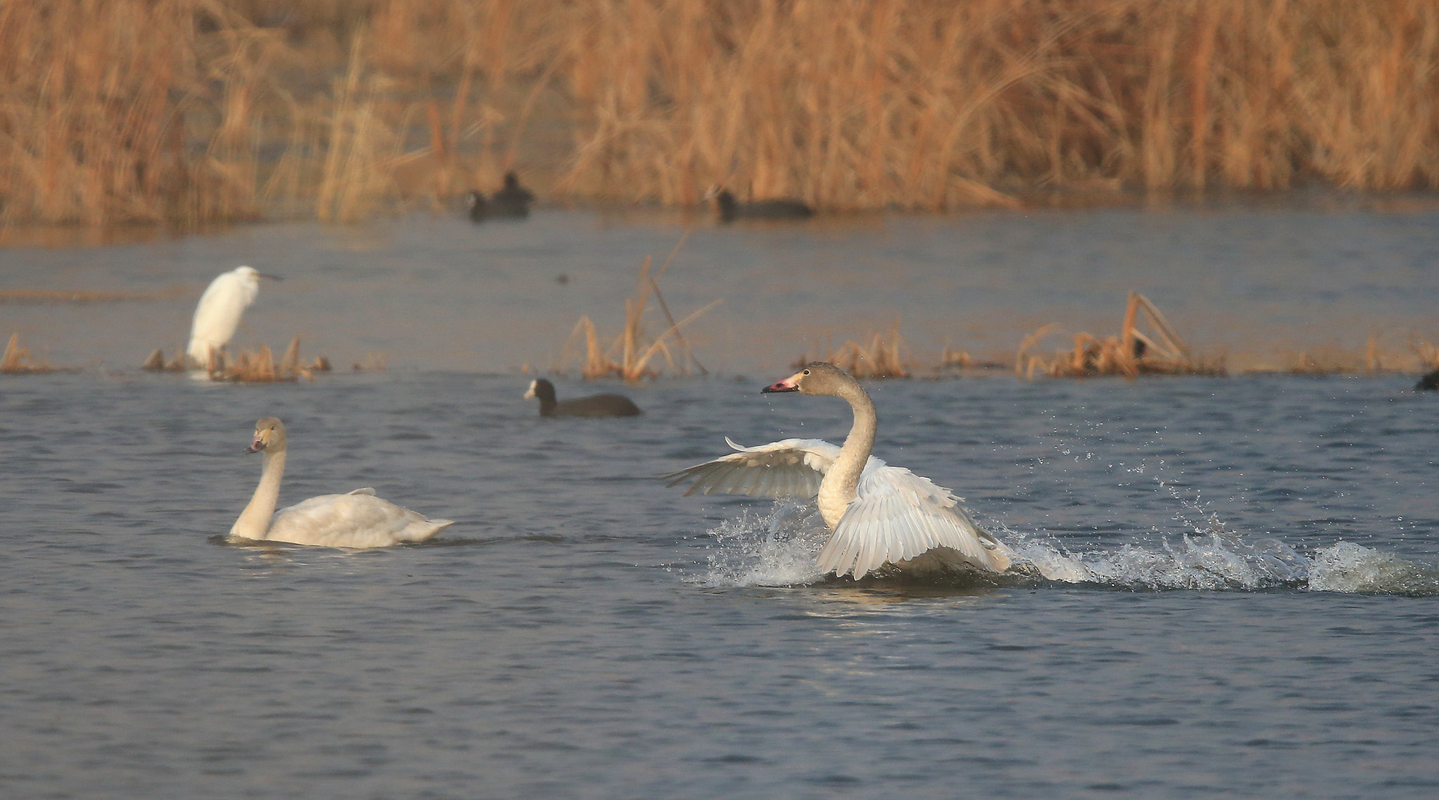 Canon EF 600mm F4L IS II USM sample photo. 918 photography