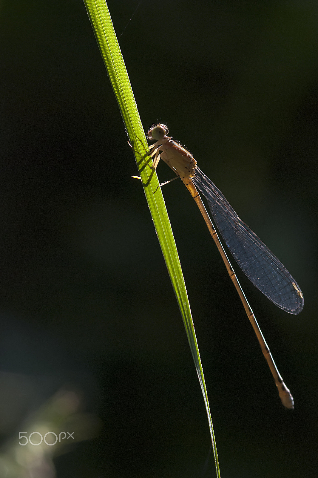 Nikon AF-S Micro-Nikkor 105mm F2.8G IF-ED VR sample photo. Damselfly photography