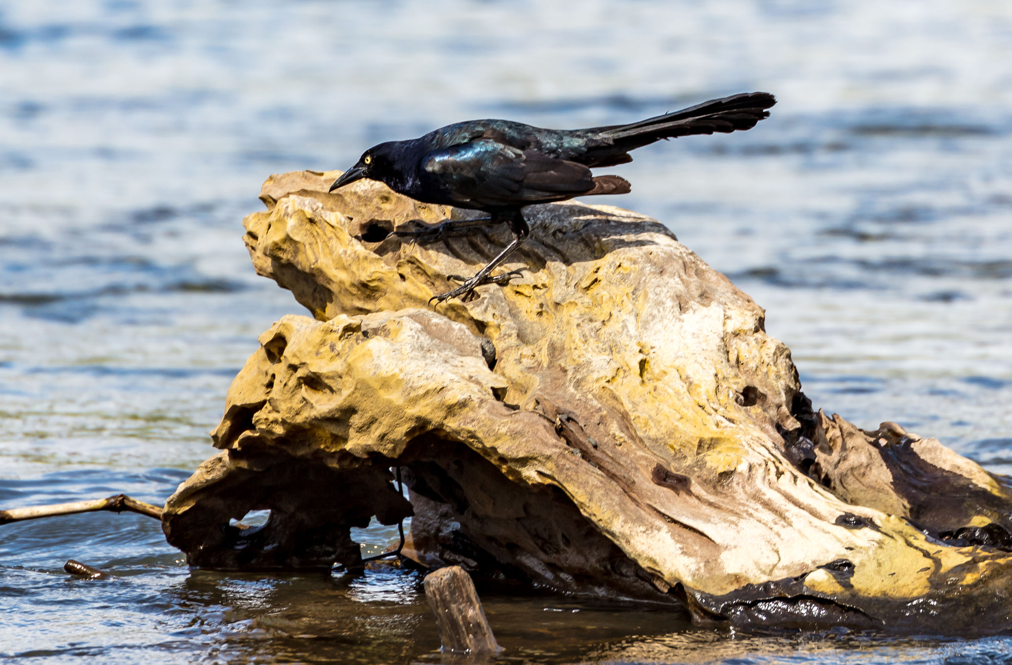 Canon EF 70-300mm F4-5.6L IS USM sample photo. Great-tailed grackle photography