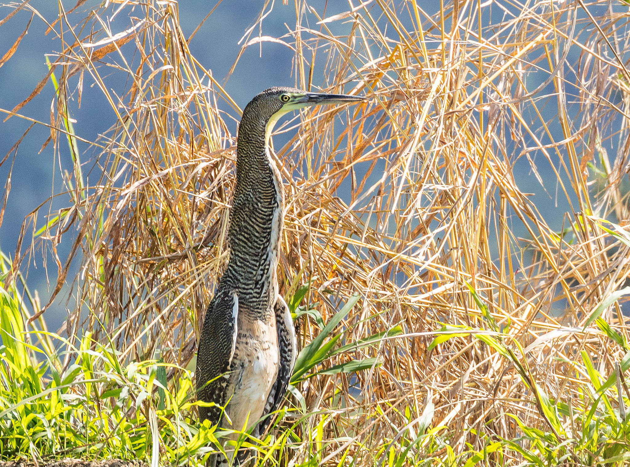 Canon EF 70-300mm F4-5.6L IS USM sample photo. Bare throated tiger heron photography