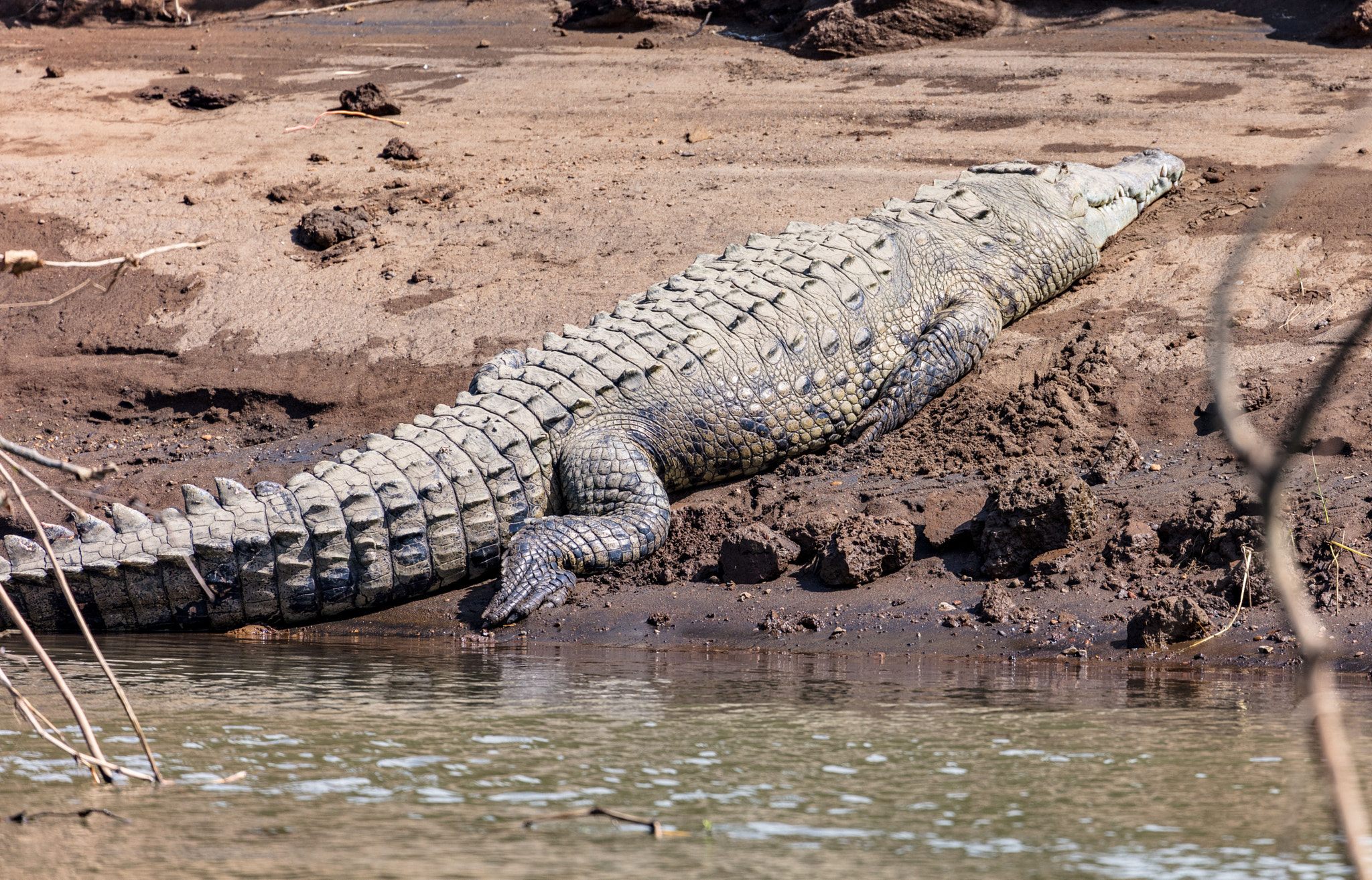 Canon EF 70-300mm F4-5.6L IS USM sample photo. Crocodile in costa rica photography
