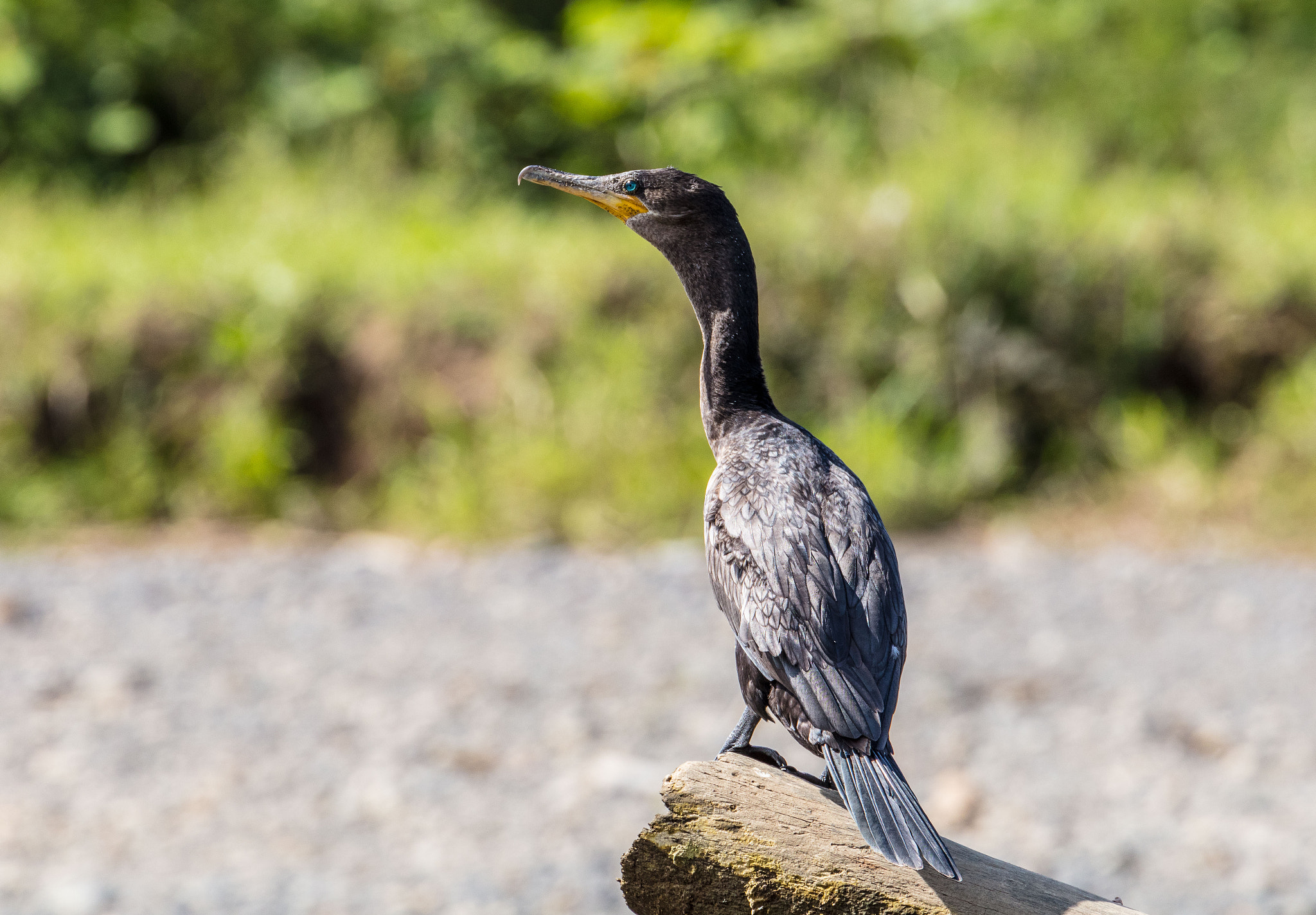 Canon EF 70-300mm F4-5.6L IS USM sample photo. Neotropic cormorant photography