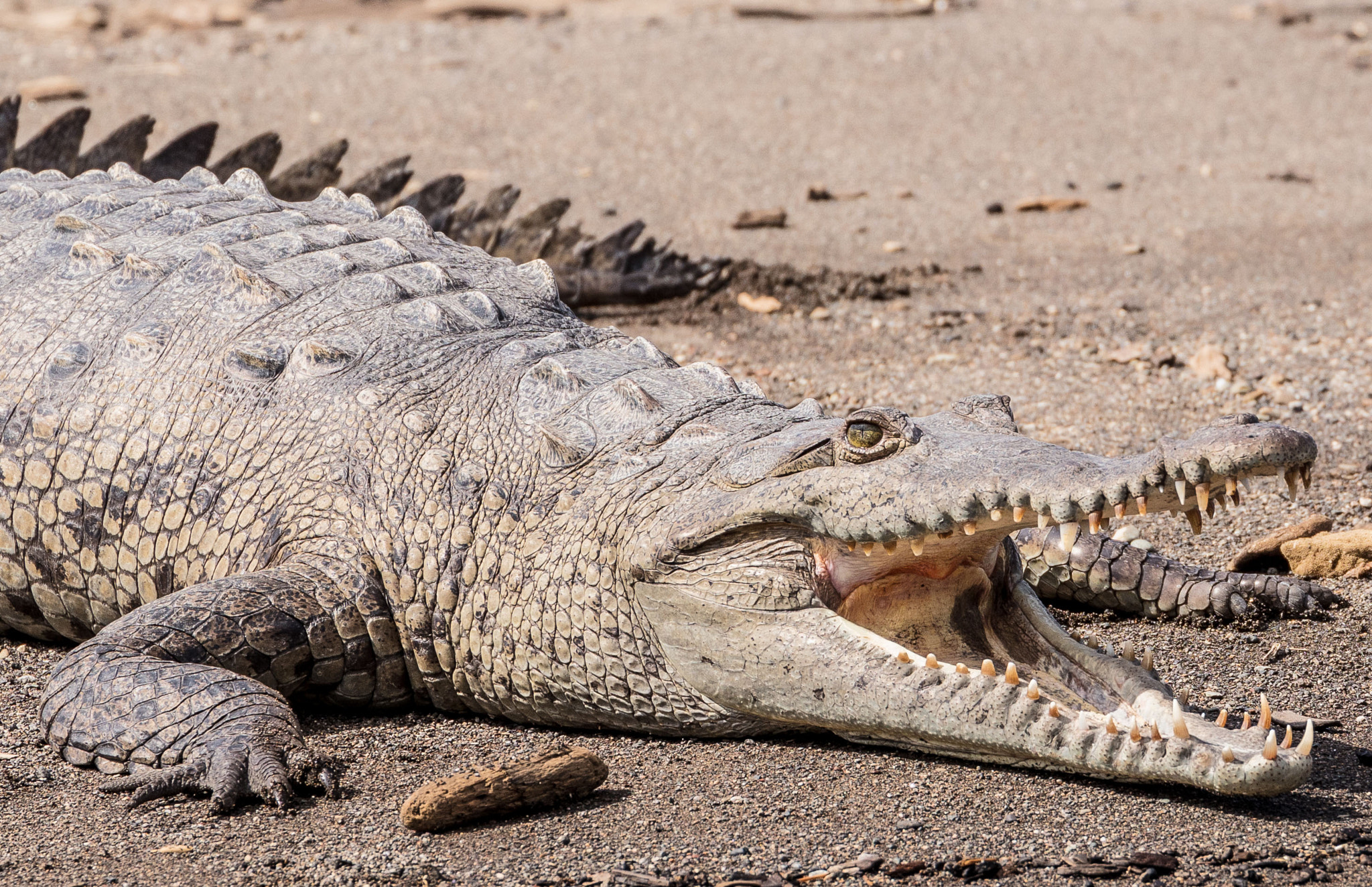 Canon EF 70-300mm F4-5.6L IS USM sample photo. Open wide - just a small crocodile photography