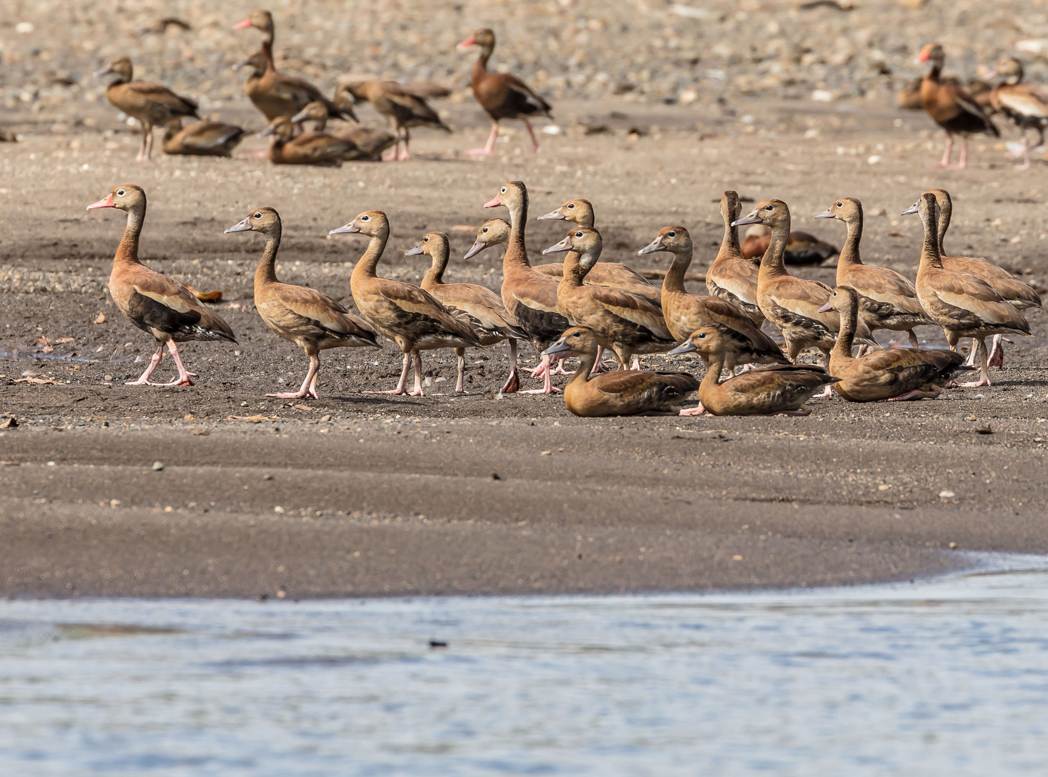 Canon EF 70-300mm F4-5.6L IS USM sample photo. Walk this way photography