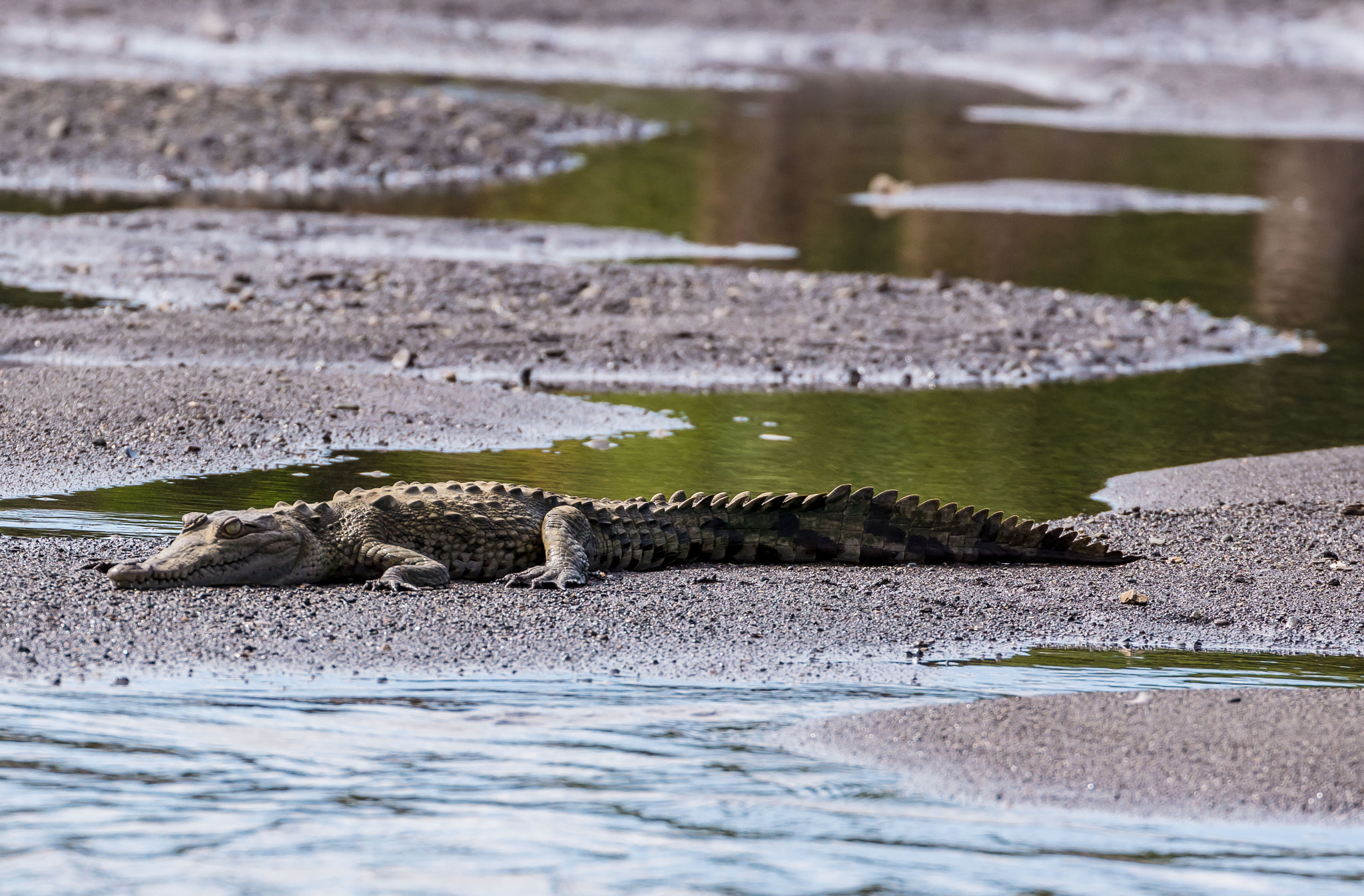 Canon EOS 5DS R + Canon EF 70-300mm F4-5.6L IS USM sample photo. Baby crocodile photography