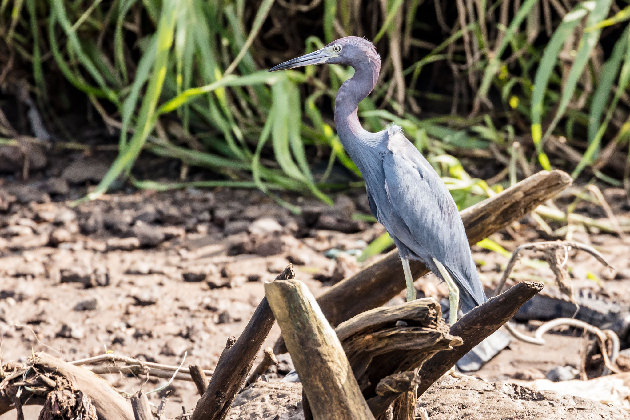 Canon EF 70-300mm F4-5.6L IS USM sample photo. Little blue heron photography
