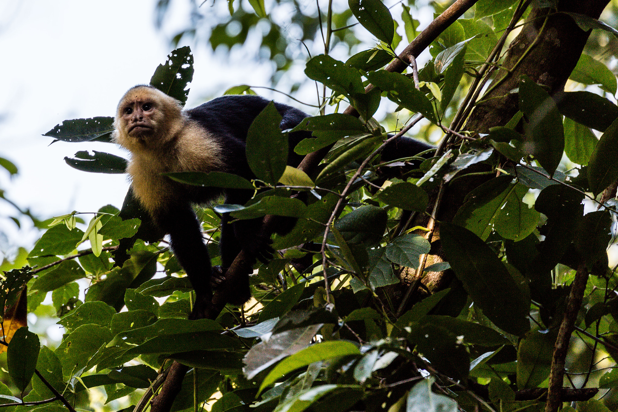 Canon EOS 5DS R + Canon EF 70-300mm F4-5.6L IS USM sample photo. White-headed capuchin photography
