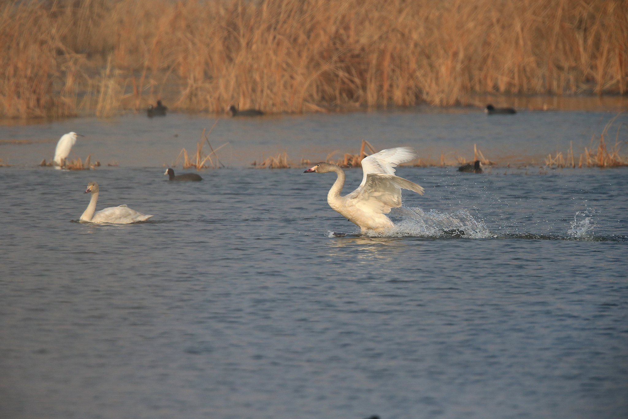 Canon EOS-1D X + Canon EF 600mm F4L IS II USM sample photo. 916 photography