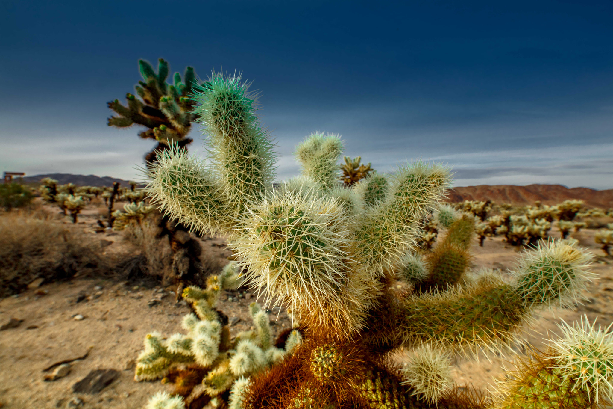 Canon EOS 5DS + Canon EF 300mm f/2.8L sample photo. The cholla plant photography