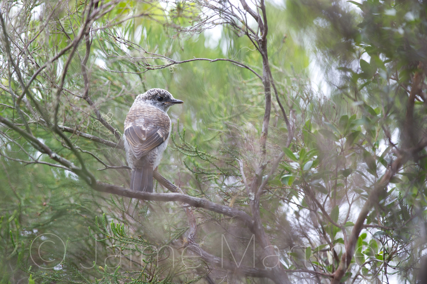 Nikon D3S sample photo. Young réunion cuckooshrike photography