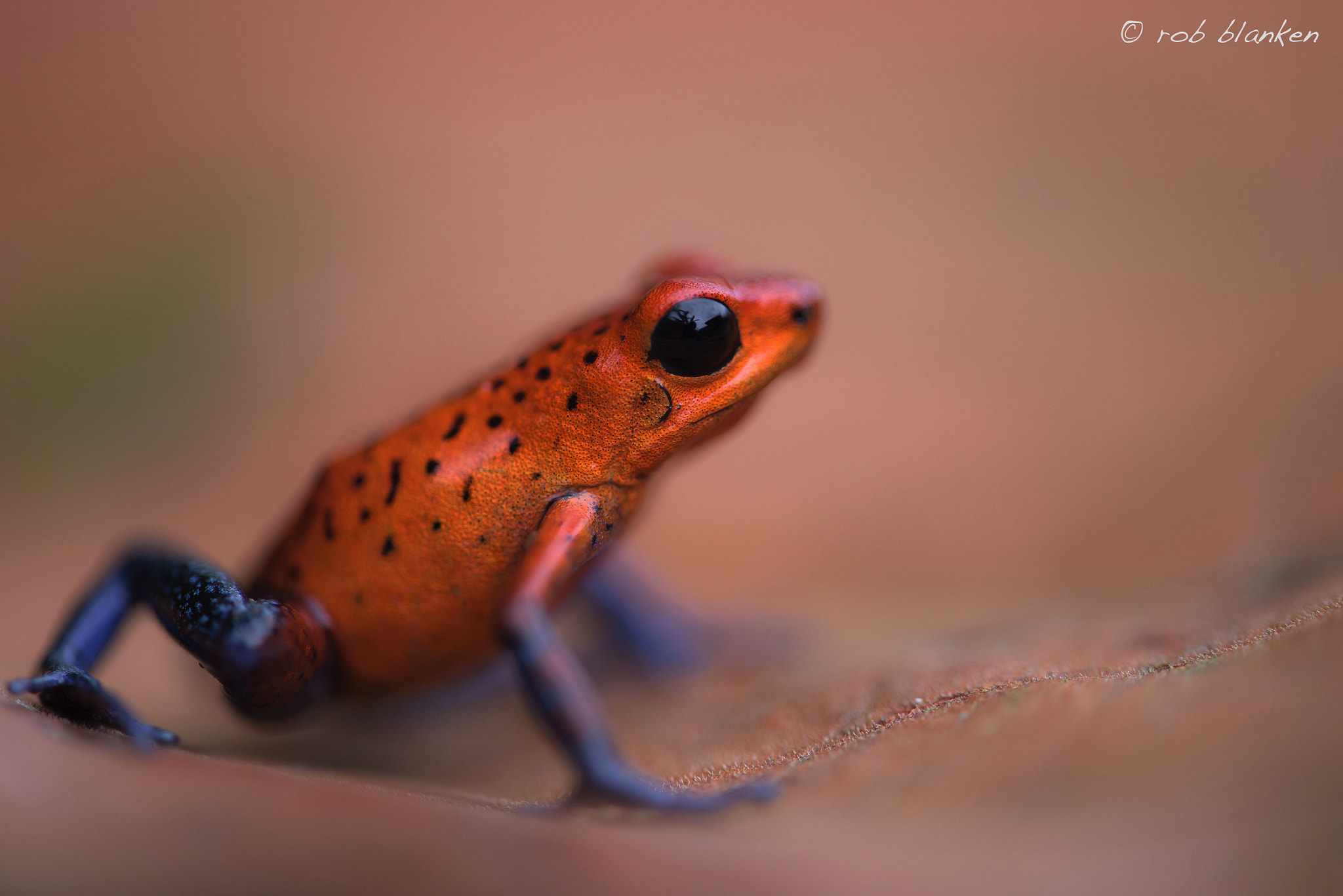 Nikon D810 sample photo. Blue jeans dart frog photography
