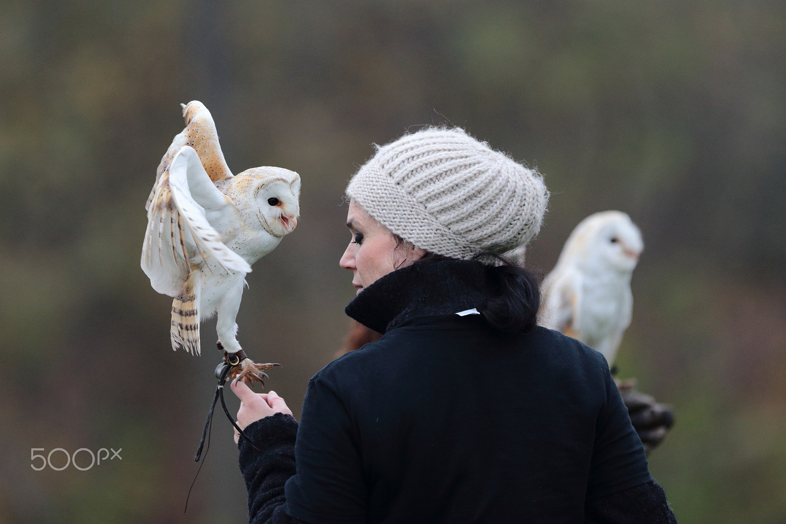 Canon EF 300mm F2.8L IS USM sample photo. Falconry photography