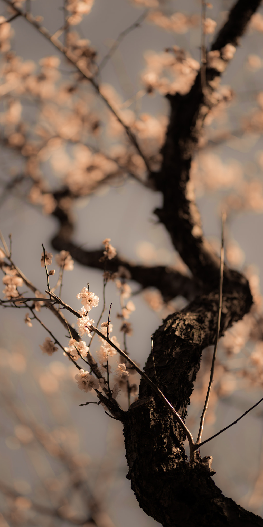 Nikon Df + ZEISS Makro-Planar T* 100mm F2 sample photo. Old plum photography