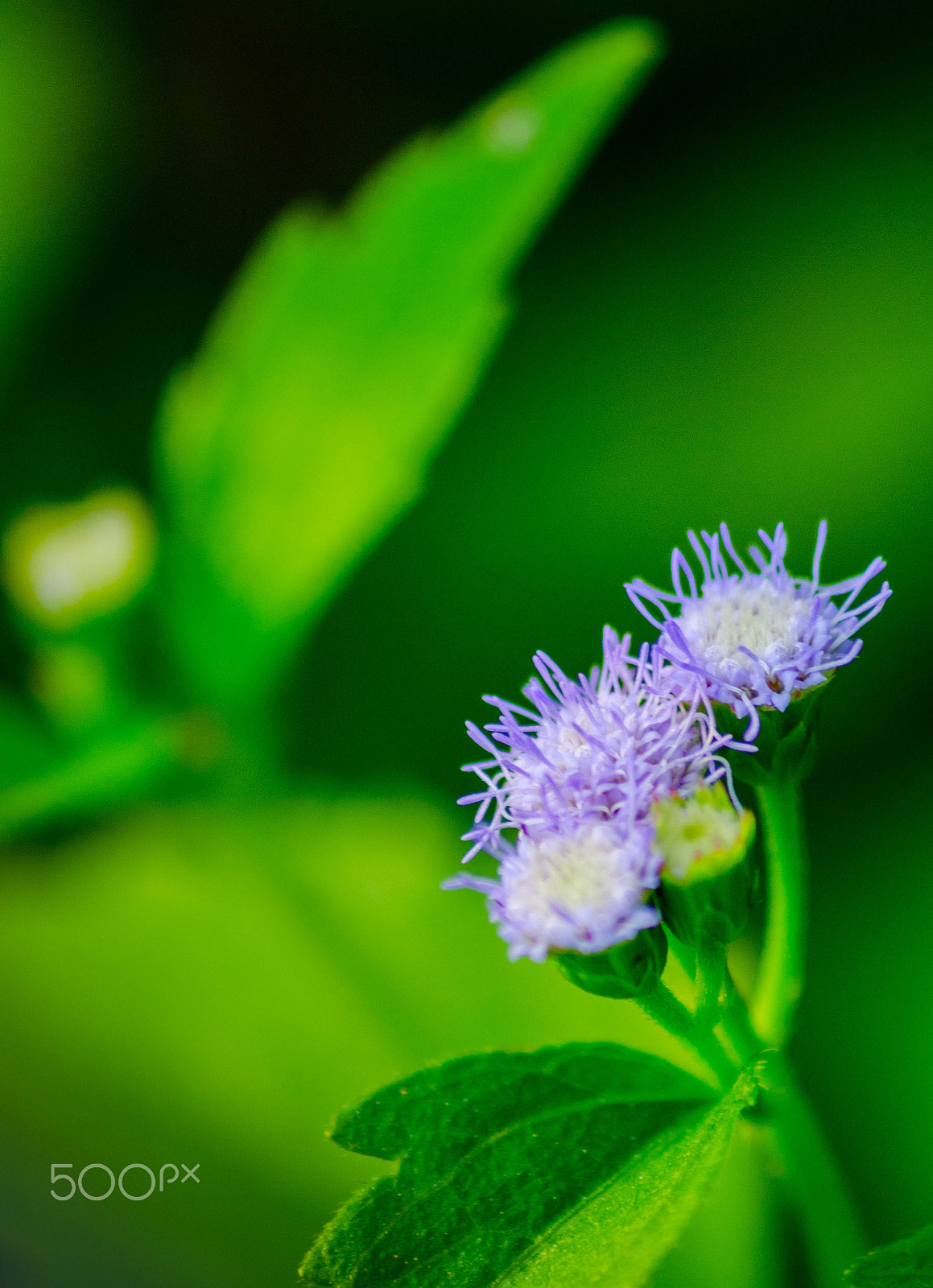 Sigma 70-300mm F4-5.6 APO DG Macro sample photo. Minority purple photography