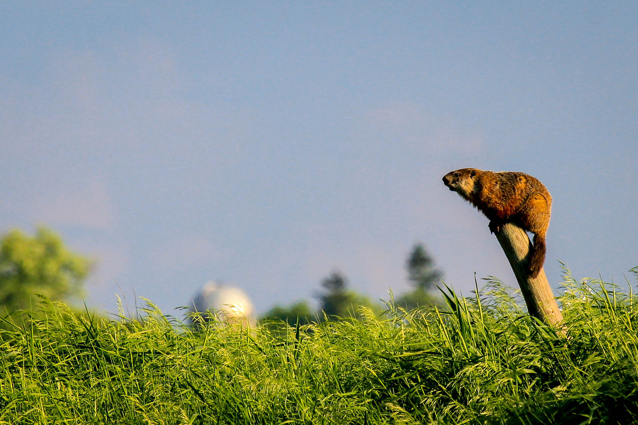 Canon EF 100-400mm F4.5-5.6L IS USM sample photo