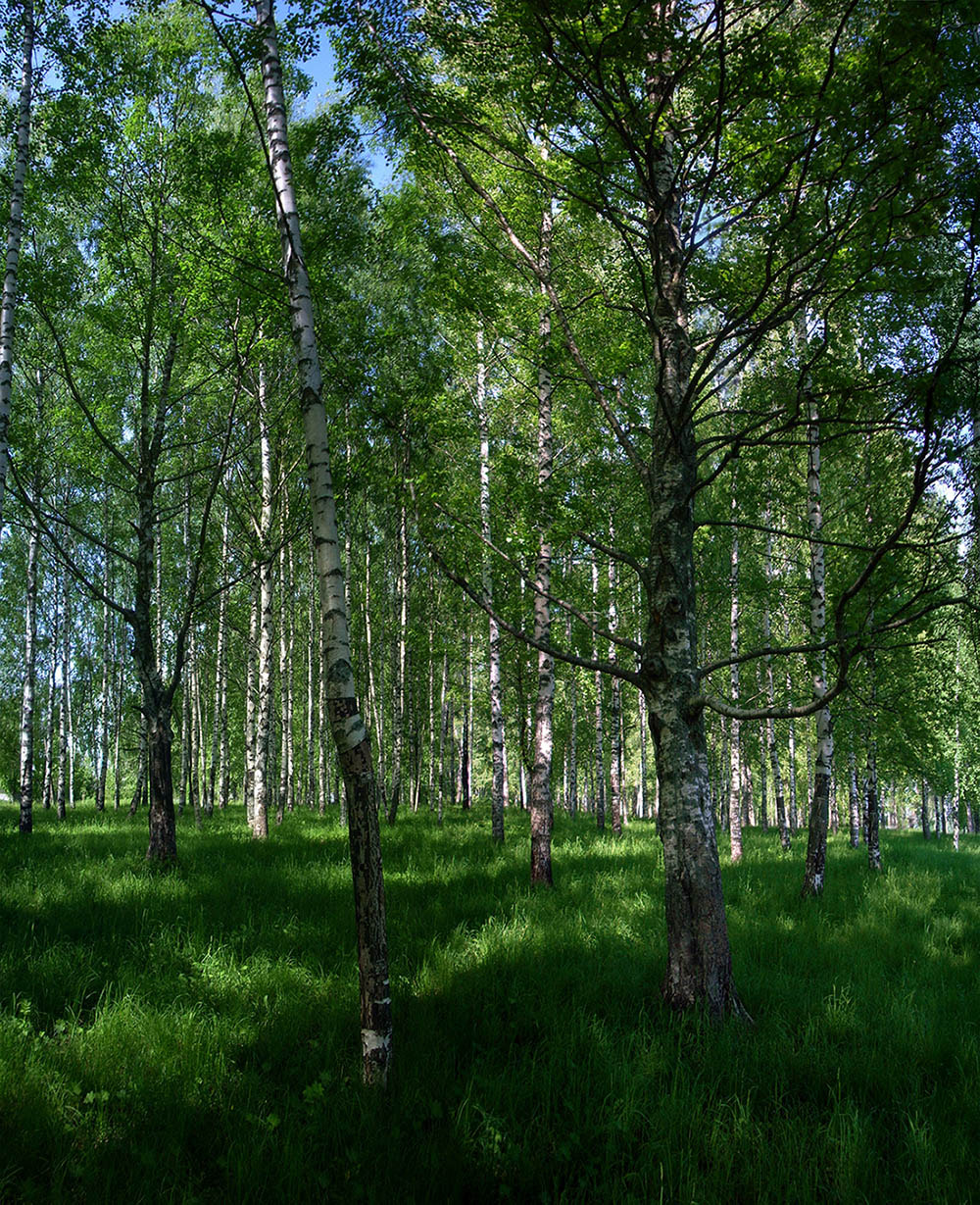 Nikon COOLPIX L10 sample photo. Берёзы photography