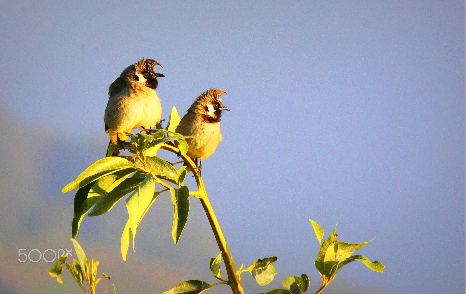 Canon EF-S 55-250mm F4-5.6 IS II sample photo. Greeting the morning sun photography