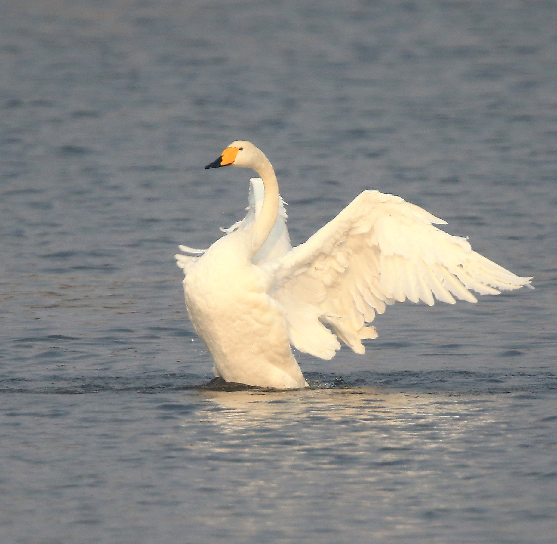 Canon EF 600mm F4L IS II USM sample photo. 1141 photography