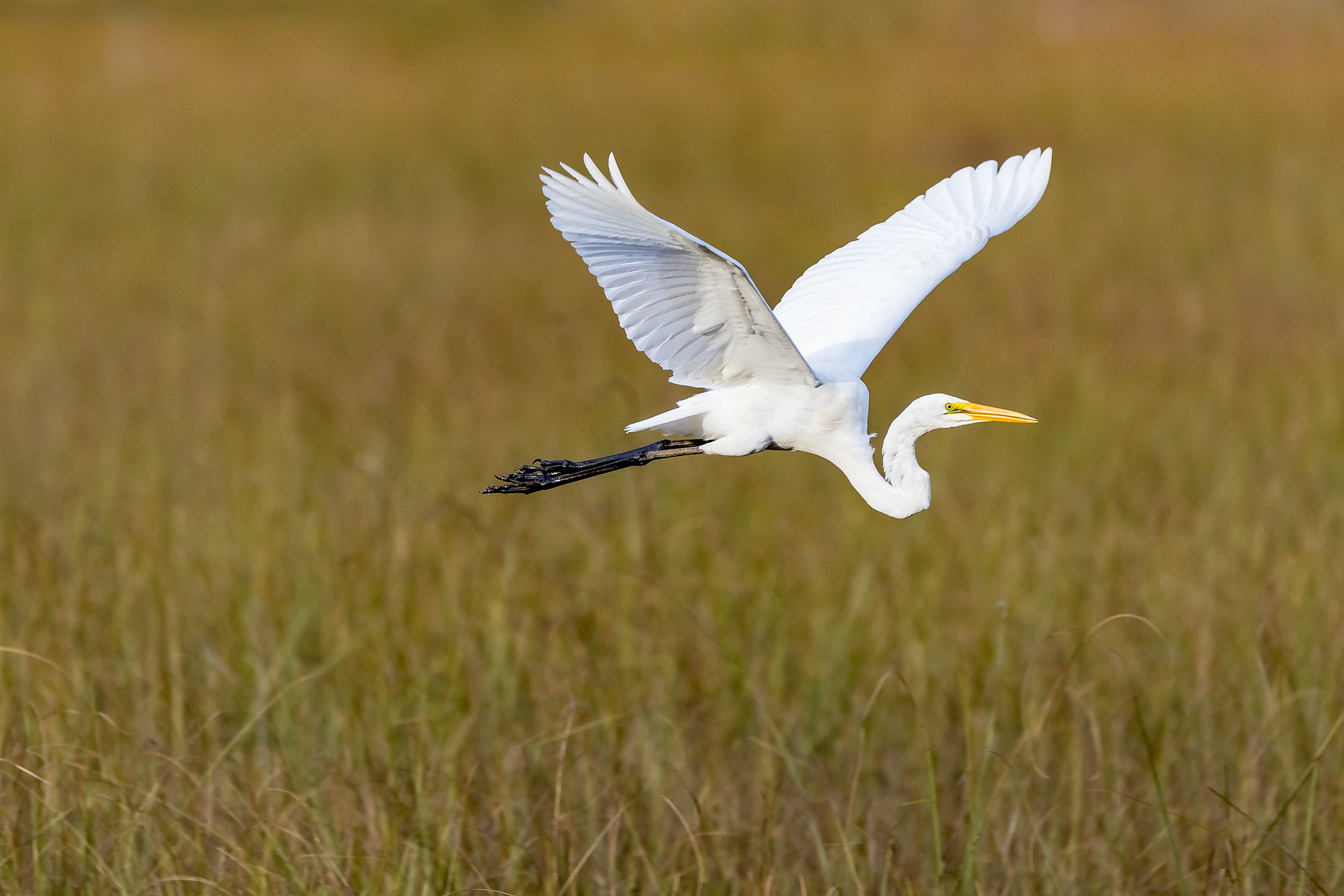 150-600mm F5-6.3 DG OS HSM | Contemporary 015 sample photo. Great egret photography
