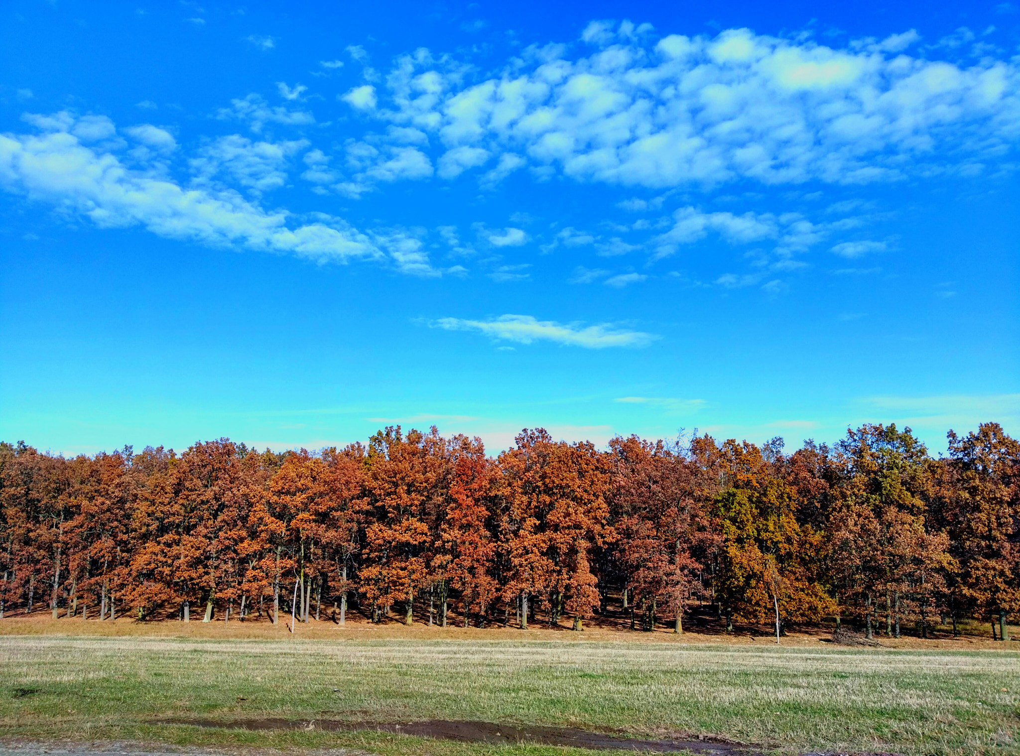 HTC ONE A9 sample photo. Autumn forest photography