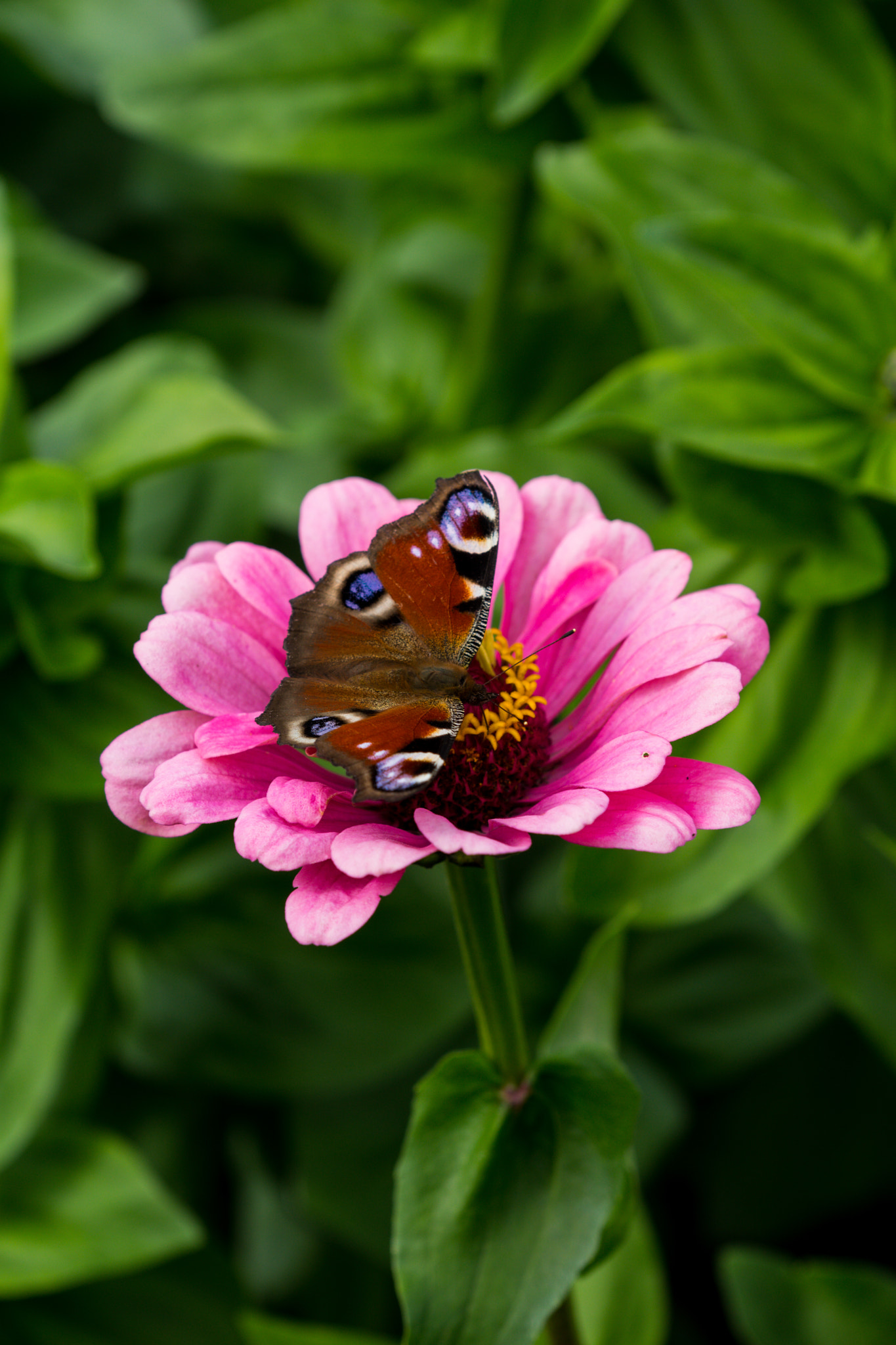 Sony ILCA-77M2 sample photo. Peacock butterfly photography