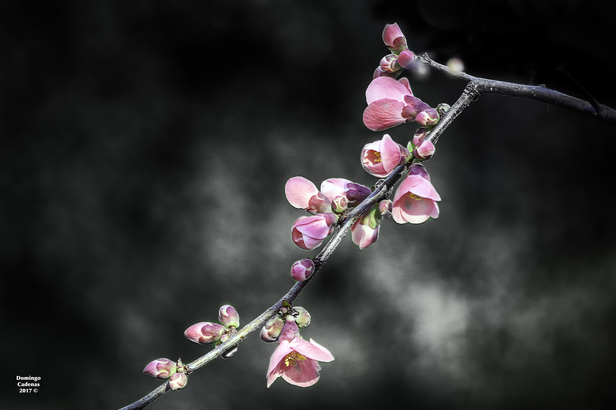 Nikon D7100 + AF Micro-Nikkor 105mm f/2.8 sample photo. Preludio de primavera photography