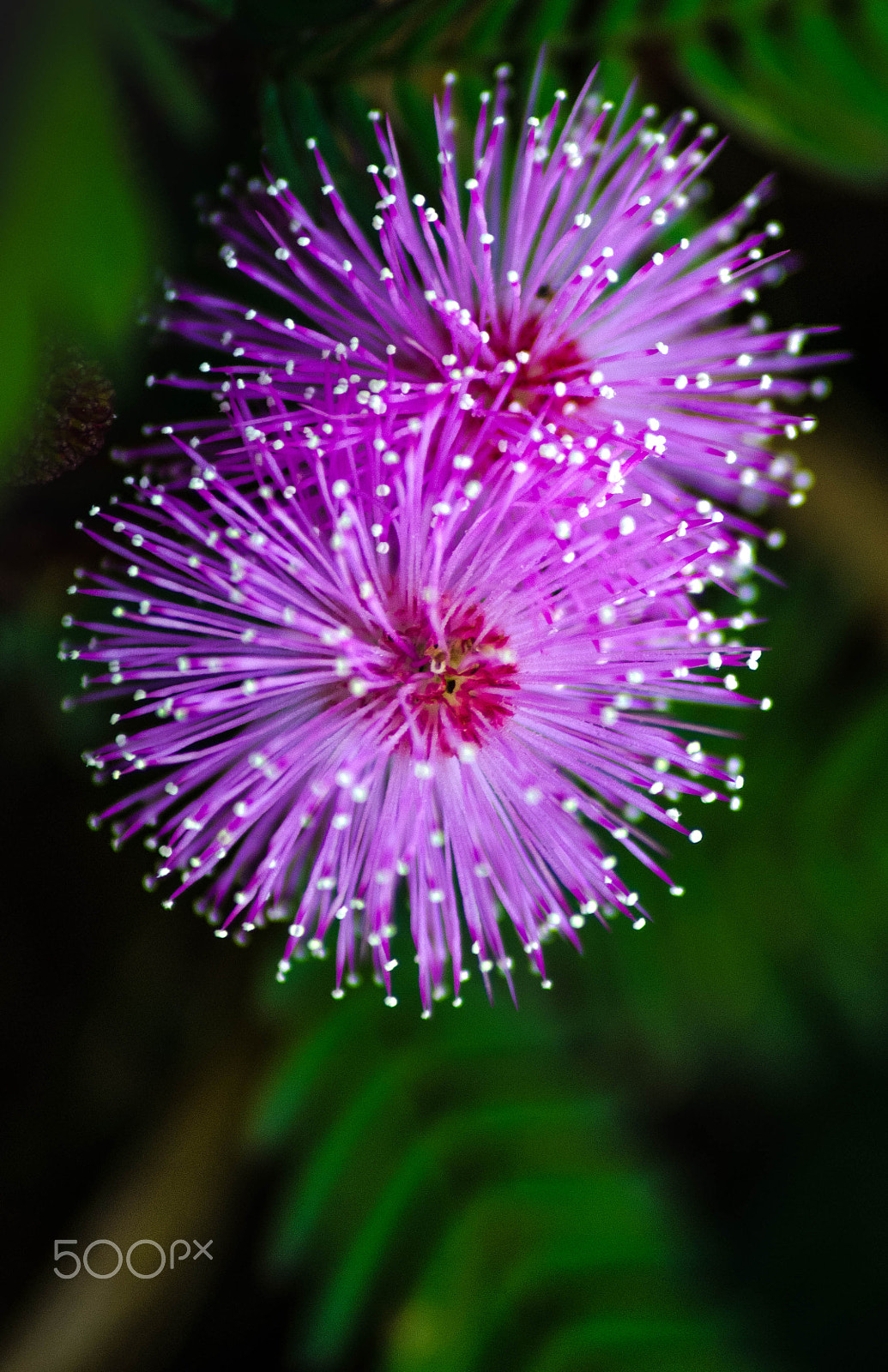 Sigma 70-300mm F4-5.6 APO DG Macro sample photo. Fireworks cover by : flowers photography