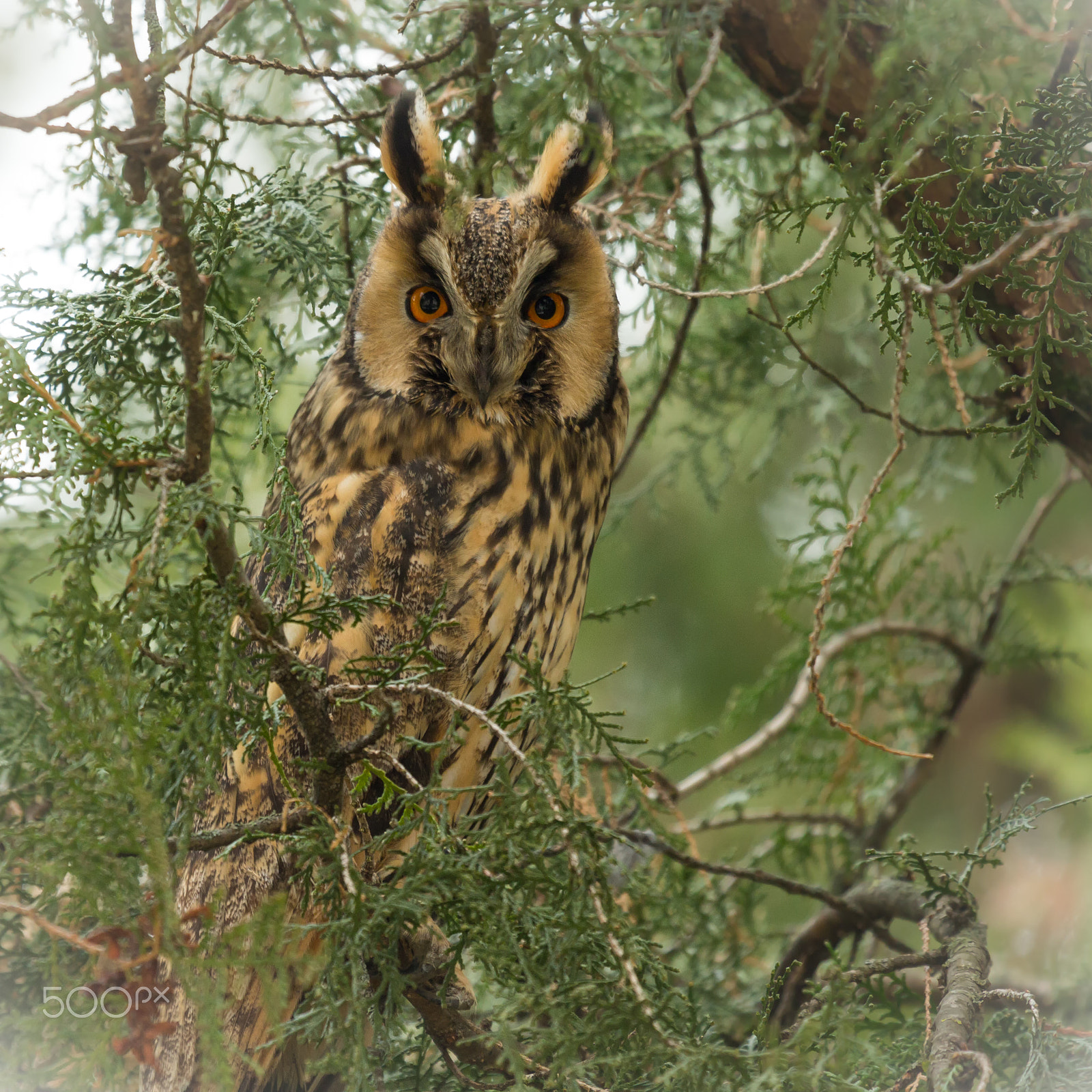 Canon EF 100-400mm F4.5-5.6L IS USM sample photo. A lurking horned owl photography