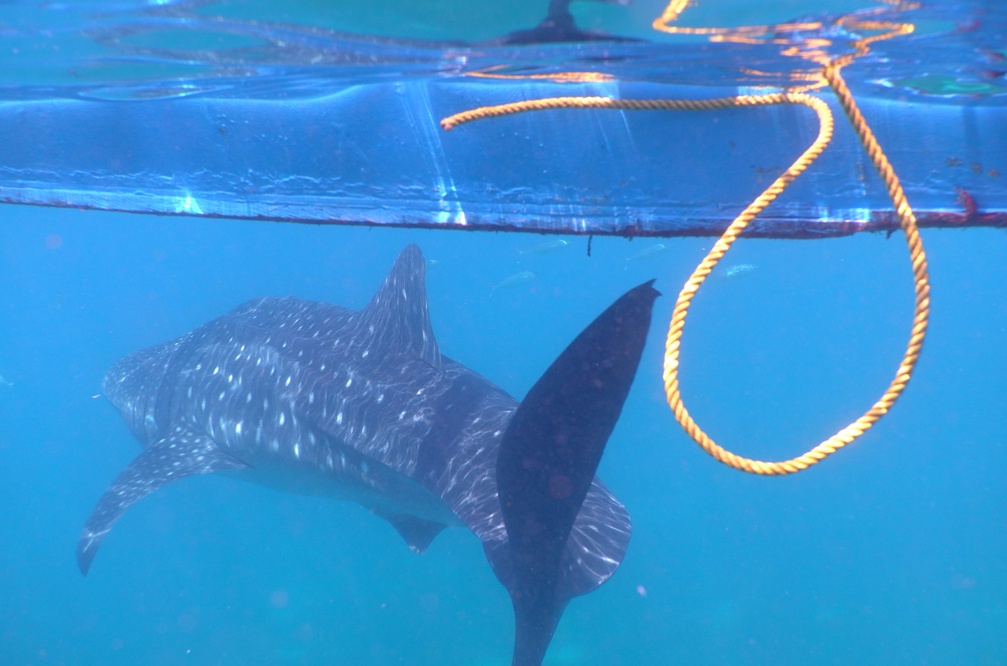 Leica X-U (Typ 113) sample photo. In philippine island.take the photo with leica.whaleshark！animal protection！ love sea love animal！ photography