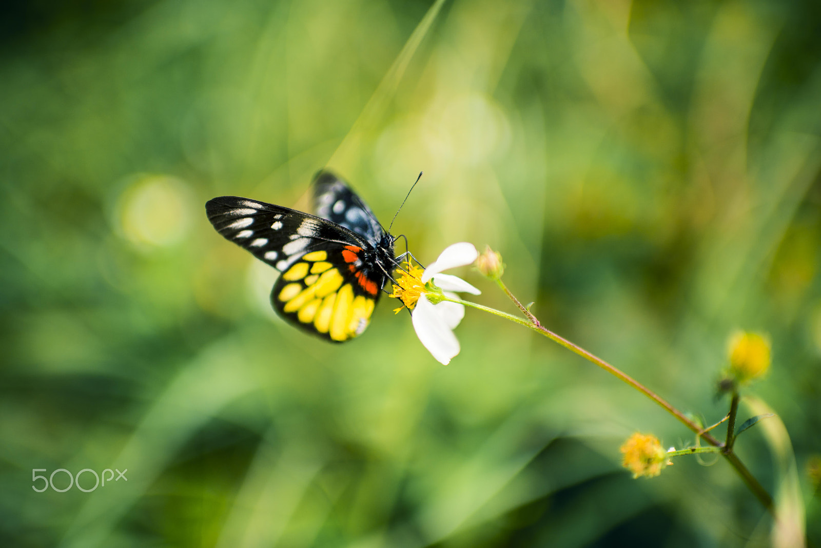 Nikon D810 + Nikon AF-S Nikkor 35mm F1.4G sample photo. Butterfly photography