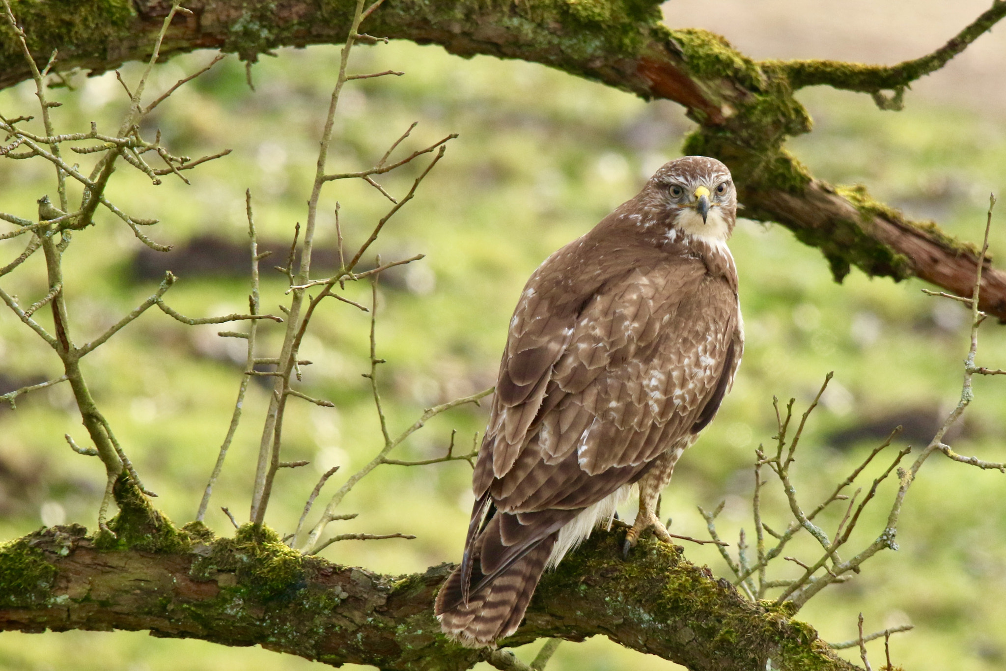 Sigma 150mm f/2.8 EX DG OS HSM APO Macro sample photo. Buzzard............photo was taken along the diefdijk. photography