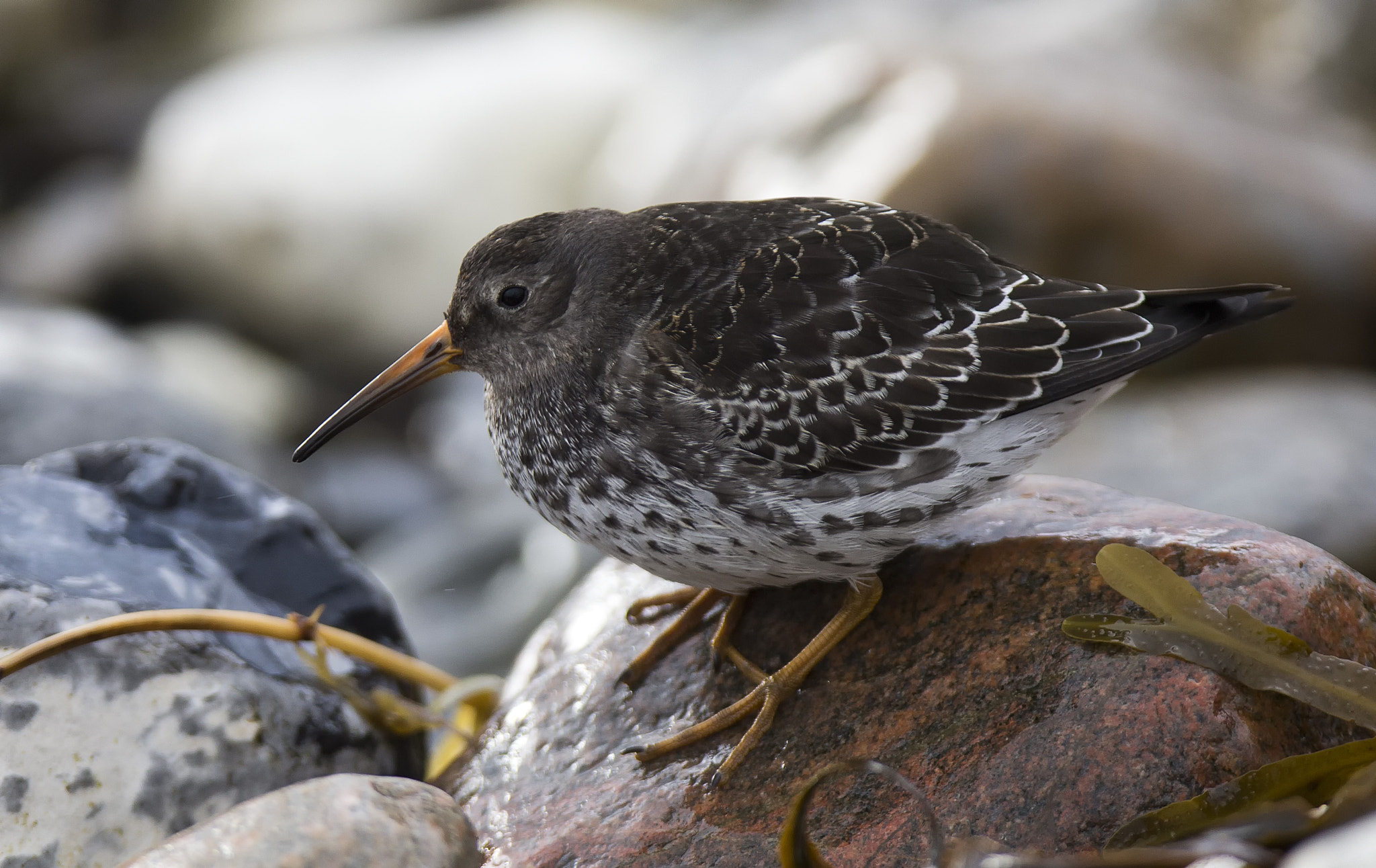 Canon EOS-1D X + Canon EF 400mm F2.8L IS II USM sample photo. Purple sandpiper photography