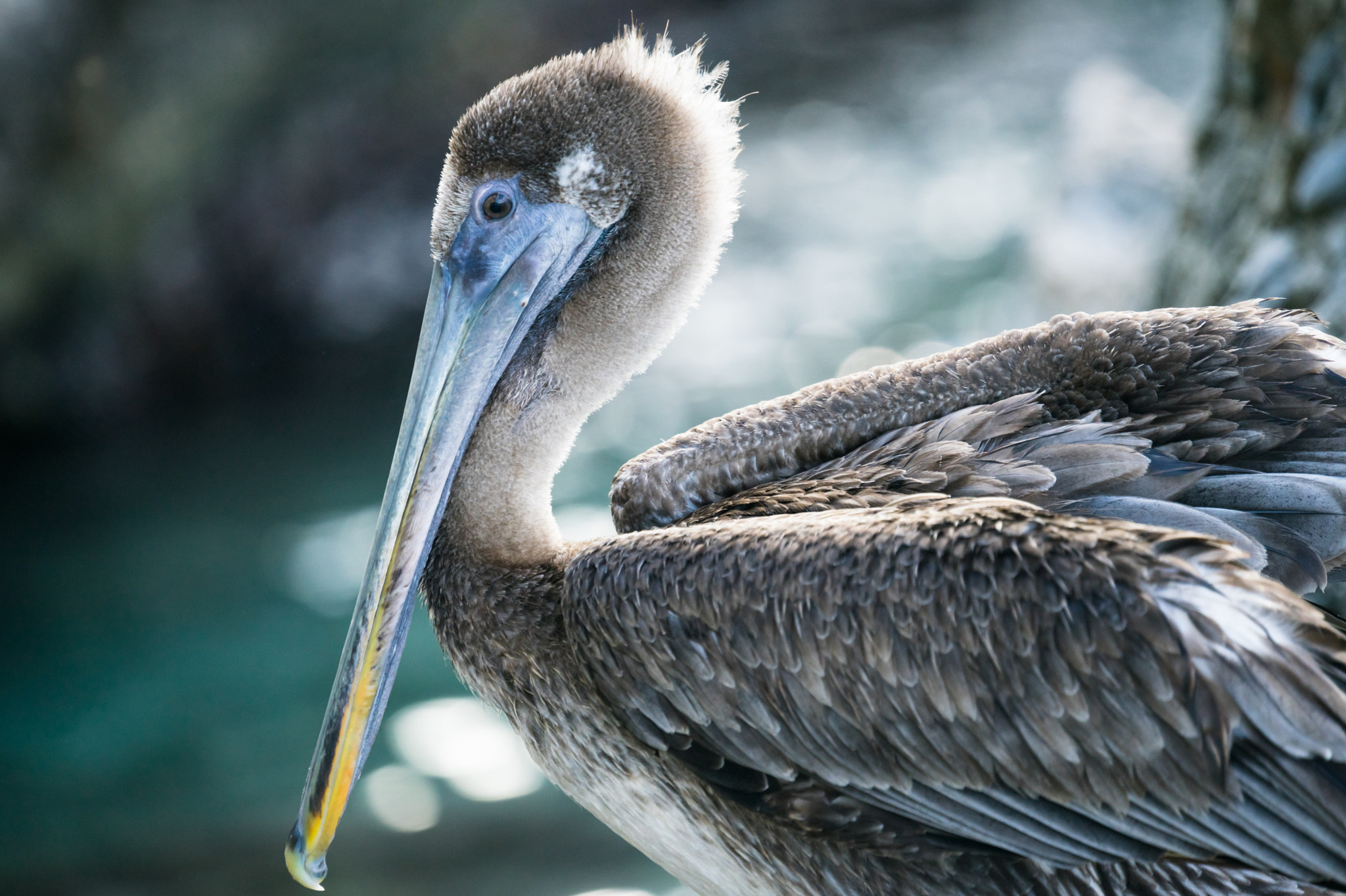 Sony a7 II + Sony FE 70-300mm F4.5-5.6 G OSS sample photo. Pelican photography