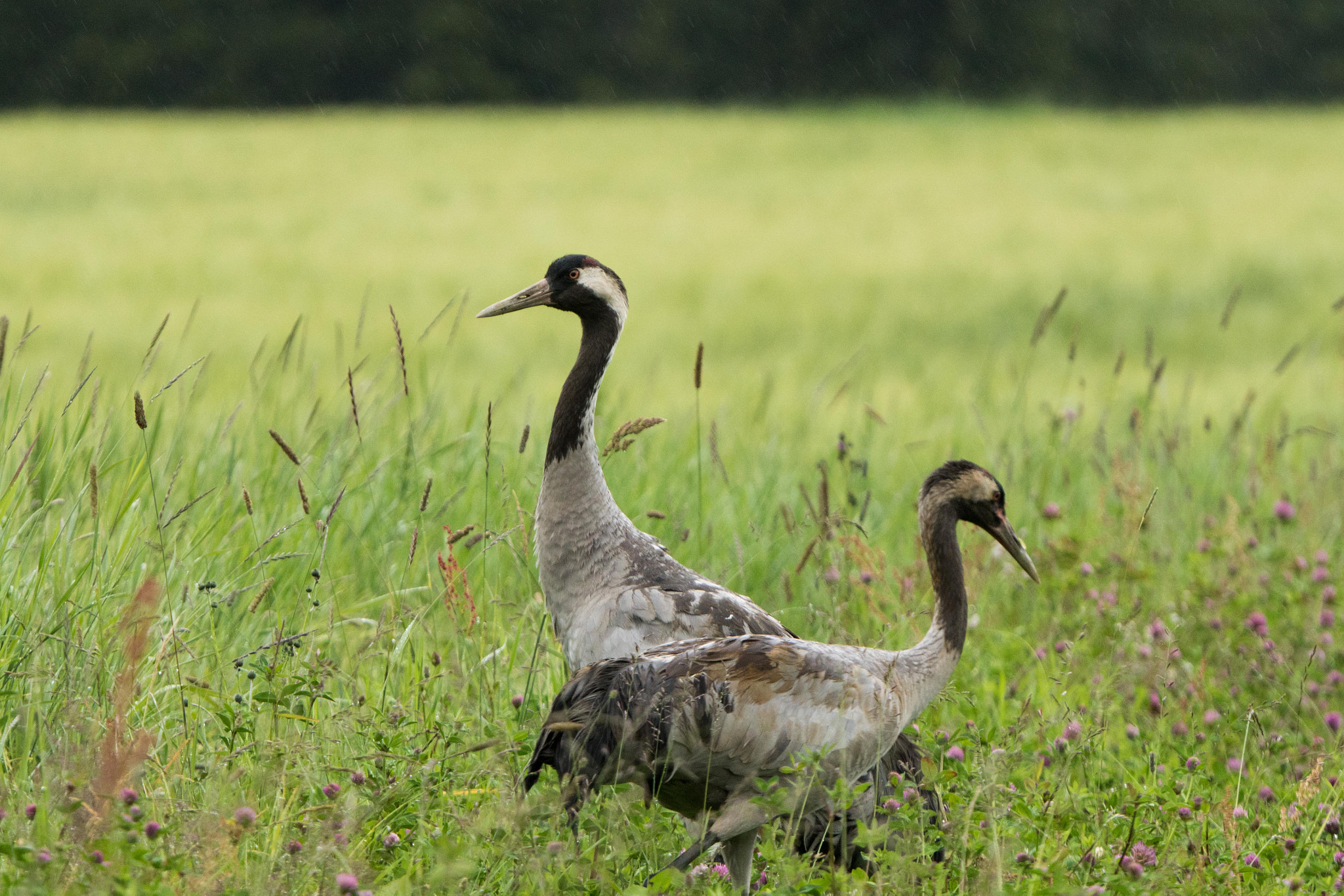 Sony 70-400mm F4-5.6 G SSM II sample photo. Cranes in field photography