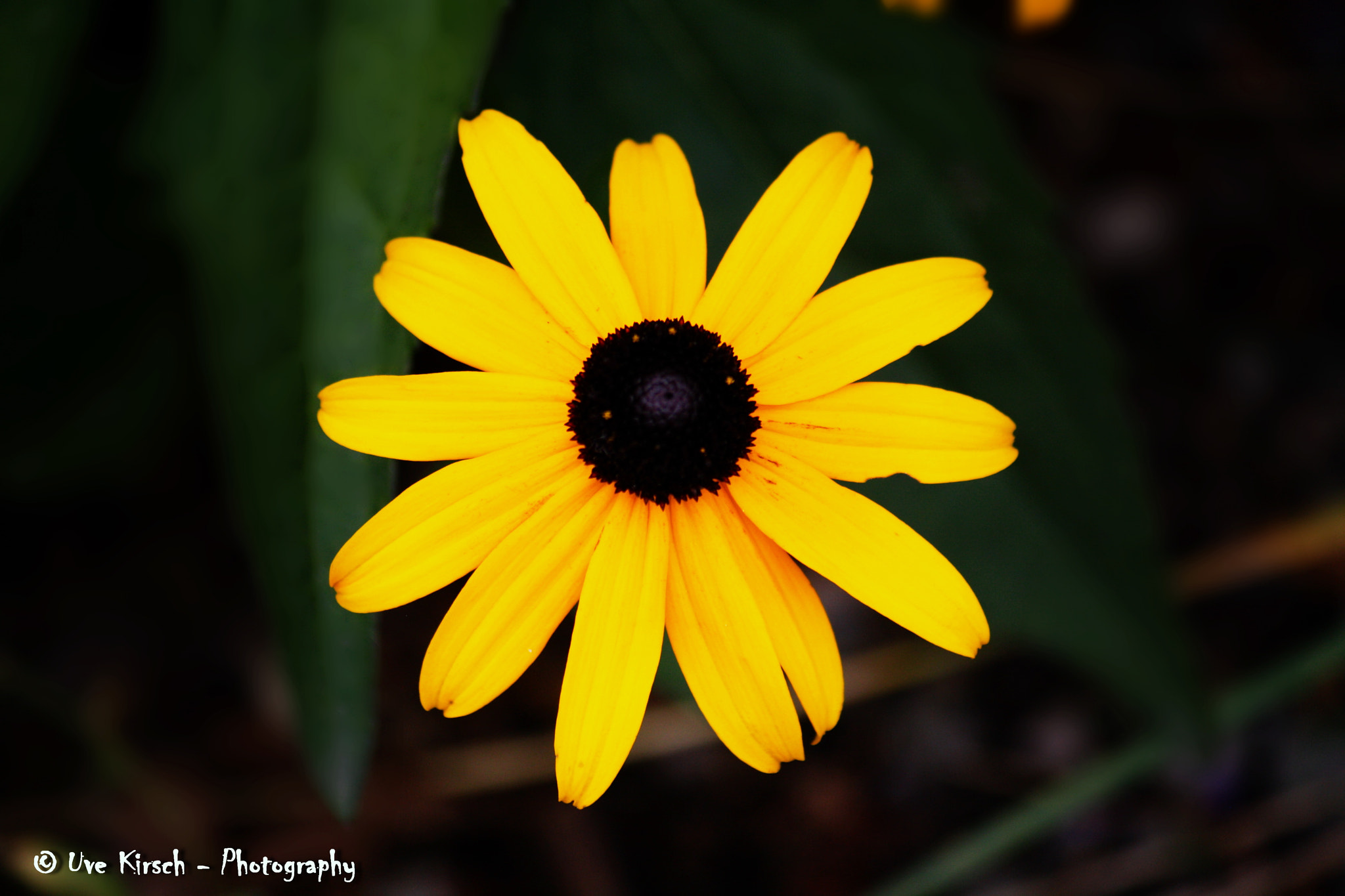 Canon EOS 1000D (EOS Digital Rebel XS / EOS Kiss F) sample photo. Yellow coneflower photography