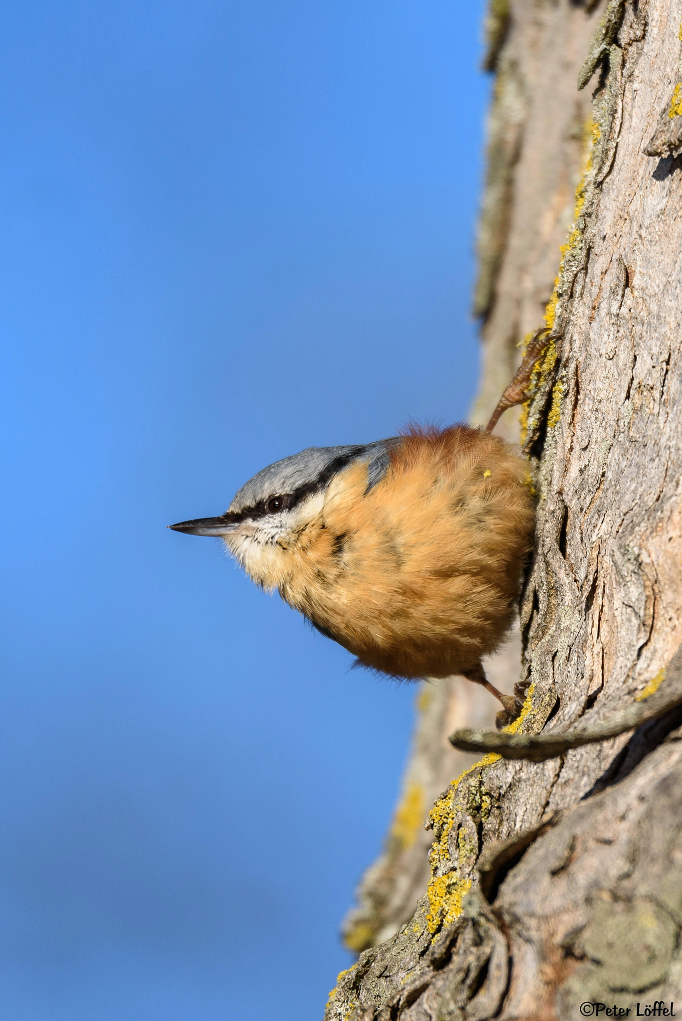 Nikon D750 + Sigma 150-600mm F5-6.3 DG OS HSM | S sample photo. Little kleiber photography