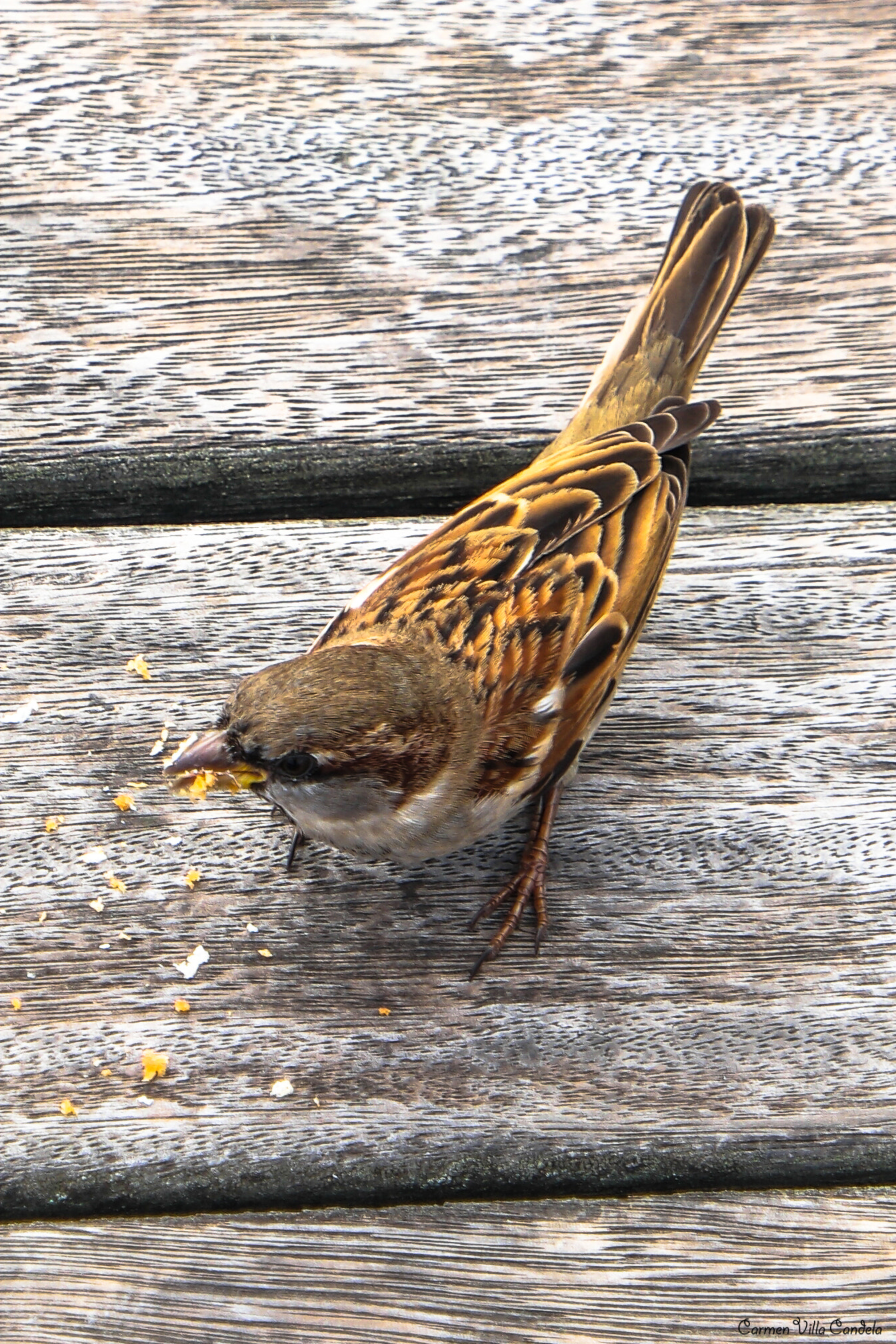Samsung NX500 + Samsung NX 16-50mm F3.5-5.6 Power Zoom ED OIS sample photo. Sweet sparrow photography