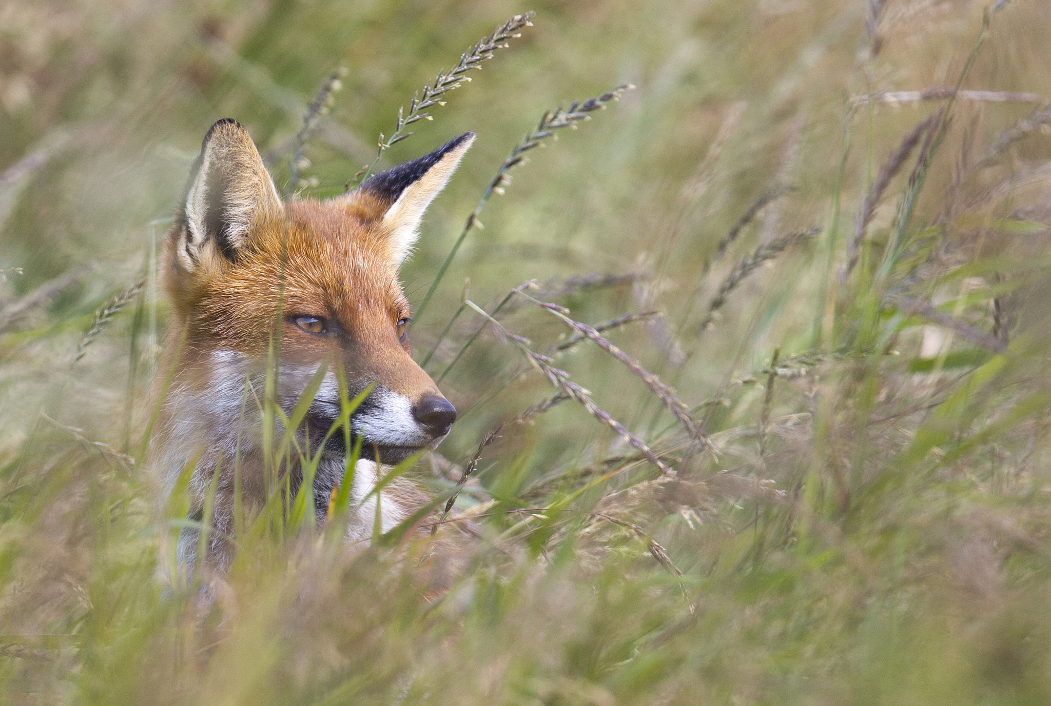 Canon EF 400mm F2.8L IS II USM sample photo. Fox photography